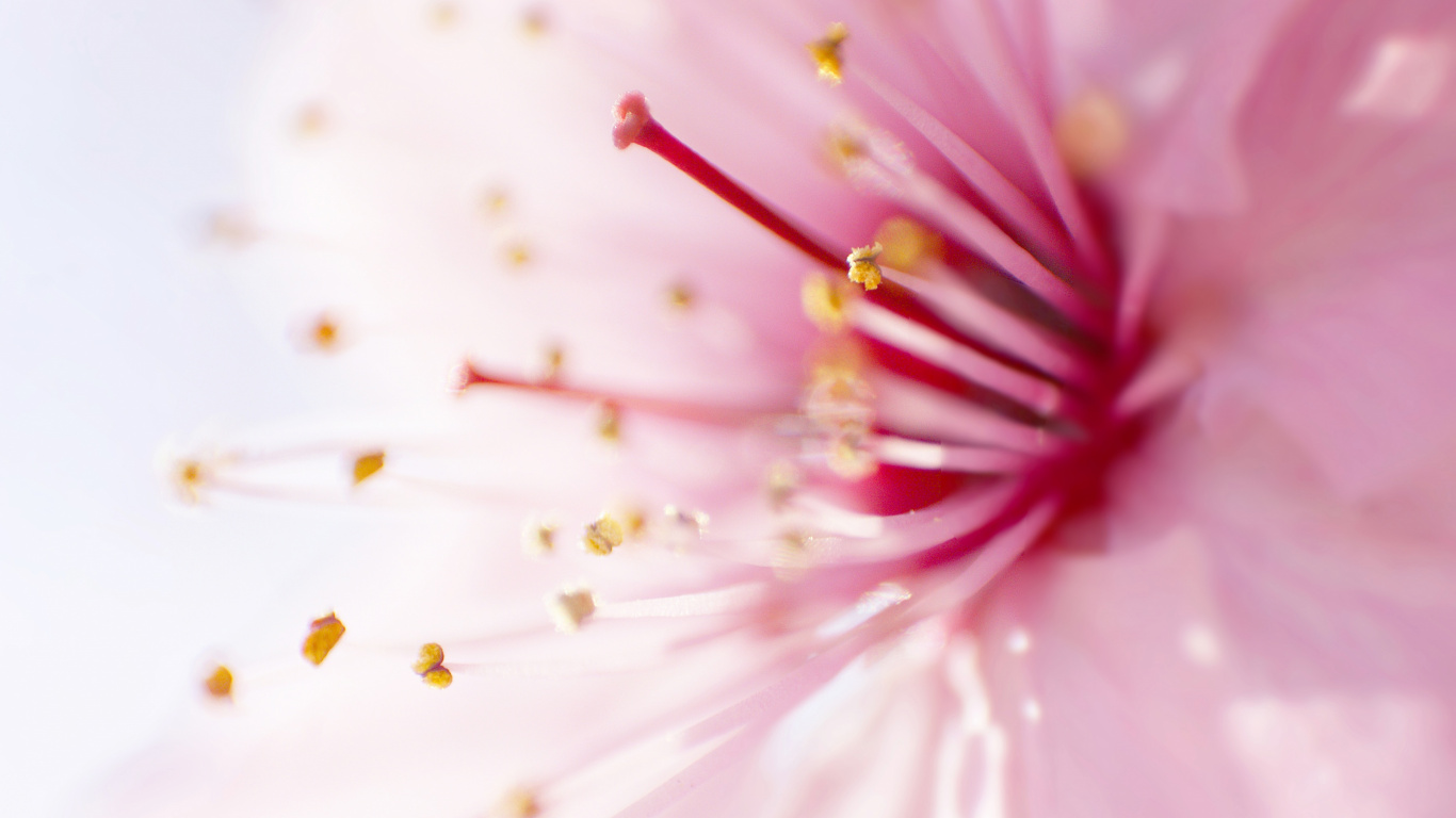 Weiße Und Rosa Blume in Der Makrofotografie. Wallpaper in 1366x768 Resolution