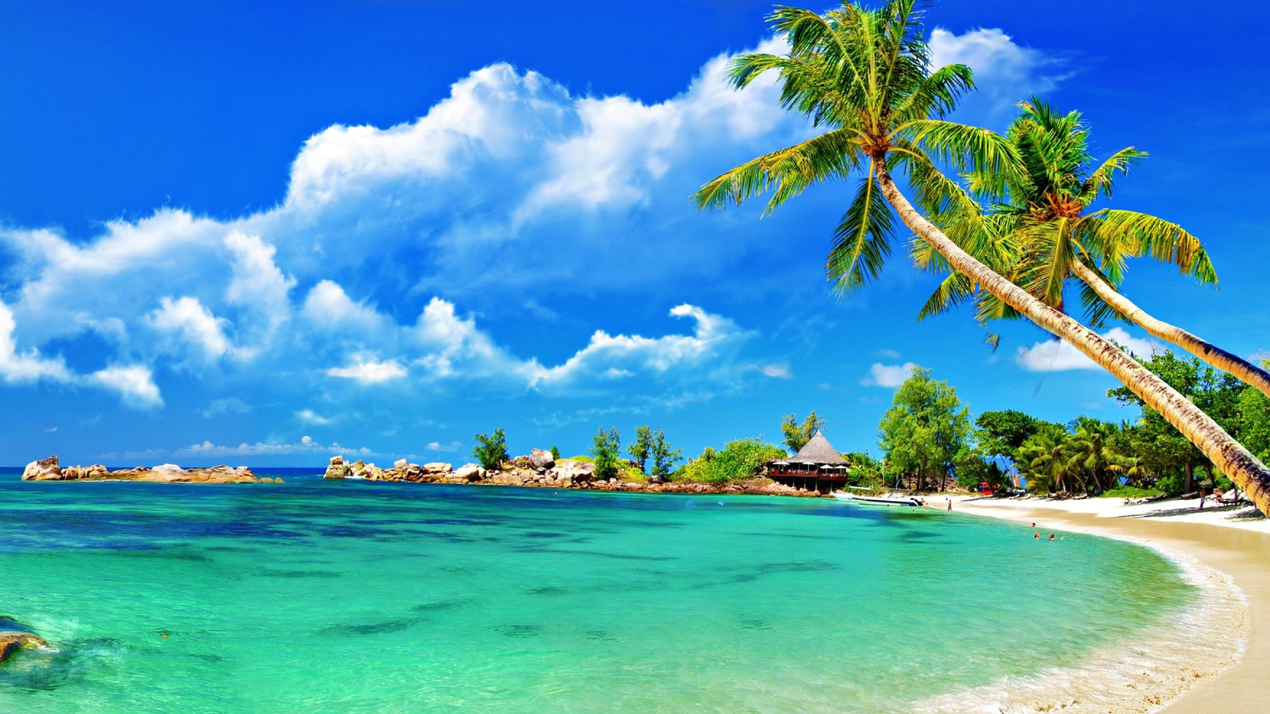Palmiers Sur la Plage Sous le Ciel Bleu et Les Nuages Blancs Pendant la Journée. Wallpaper in 2560x1440 Resolution