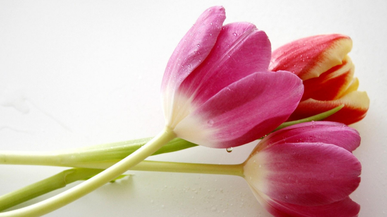 Pink Tulips in White Background. Wallpaper in 1280x720 Resolution