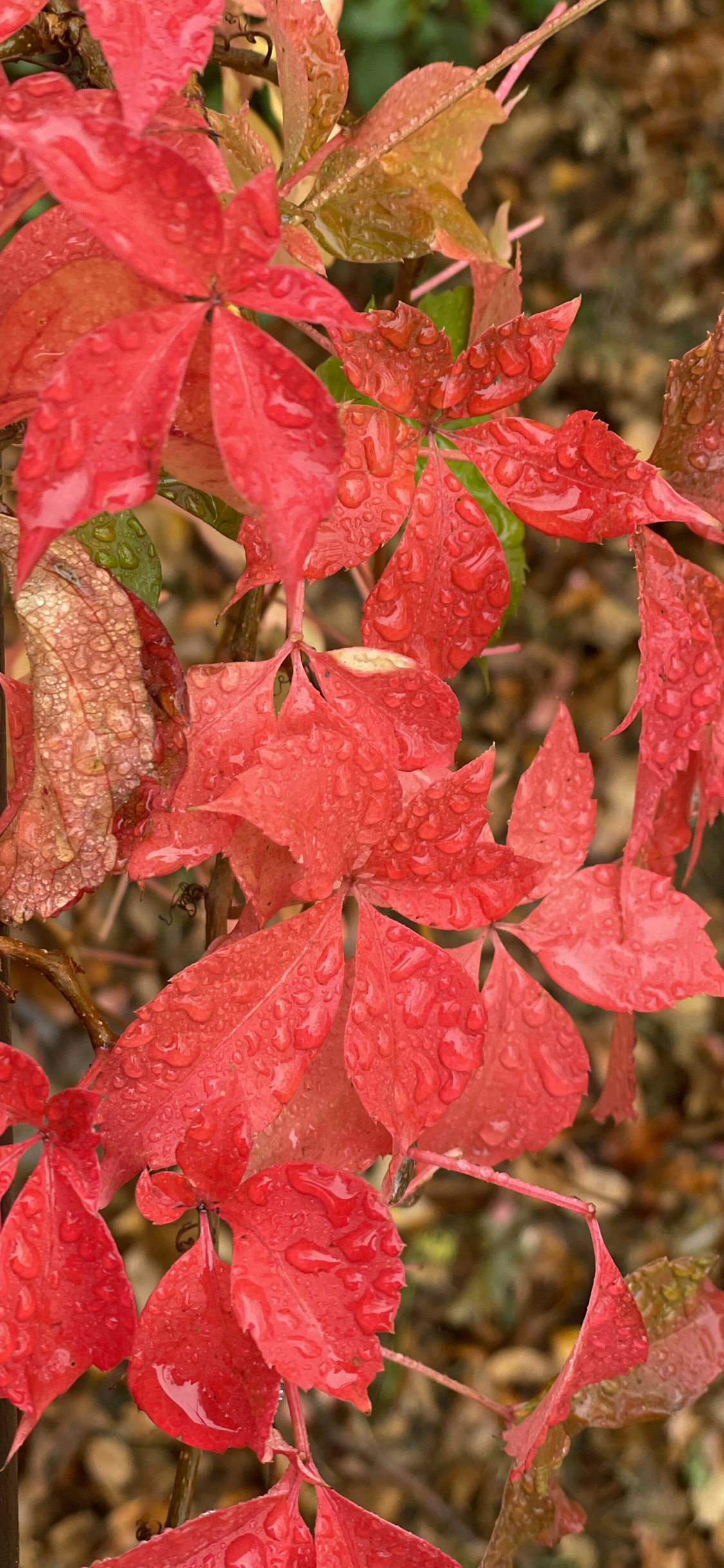 Feuille, Red, Plantes Ligneuses, Plante Terrestre, Feuilles Caduques. Wallpaper in 1125x2436 Resolution