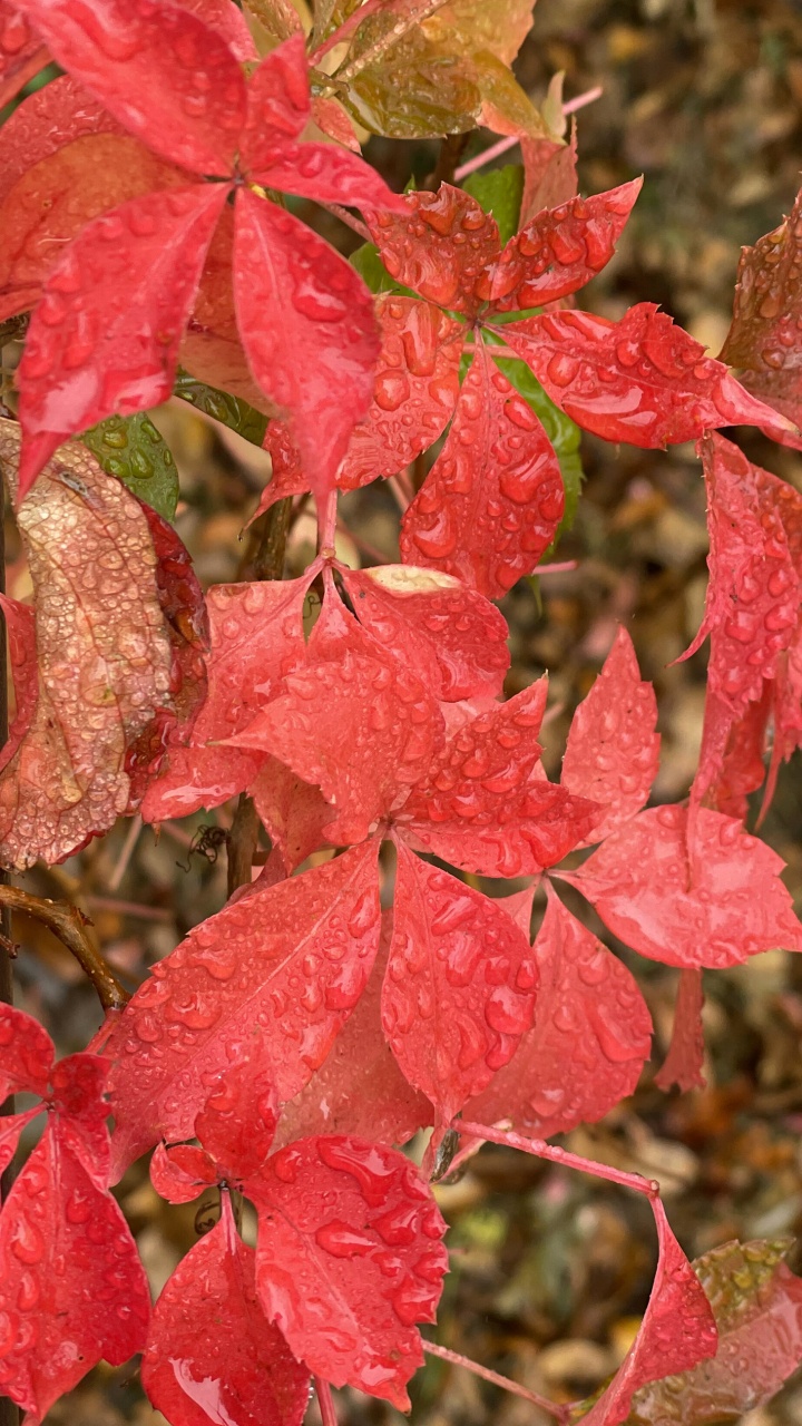 Feuille, Red, Plantes Ligneuses, Plante Terrestre, Feuilles Caduques. Wallpaper in 720x1280 Resolution