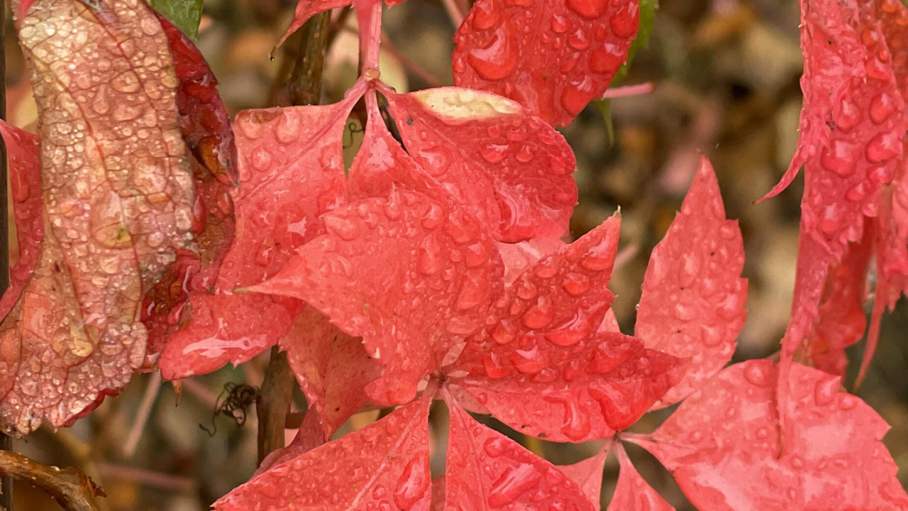 Rojo, Planta Leñosa, Planta Terrestre, de Hoja Caduca, Planta Anual. Wallpaper in 1280x720 Resolution