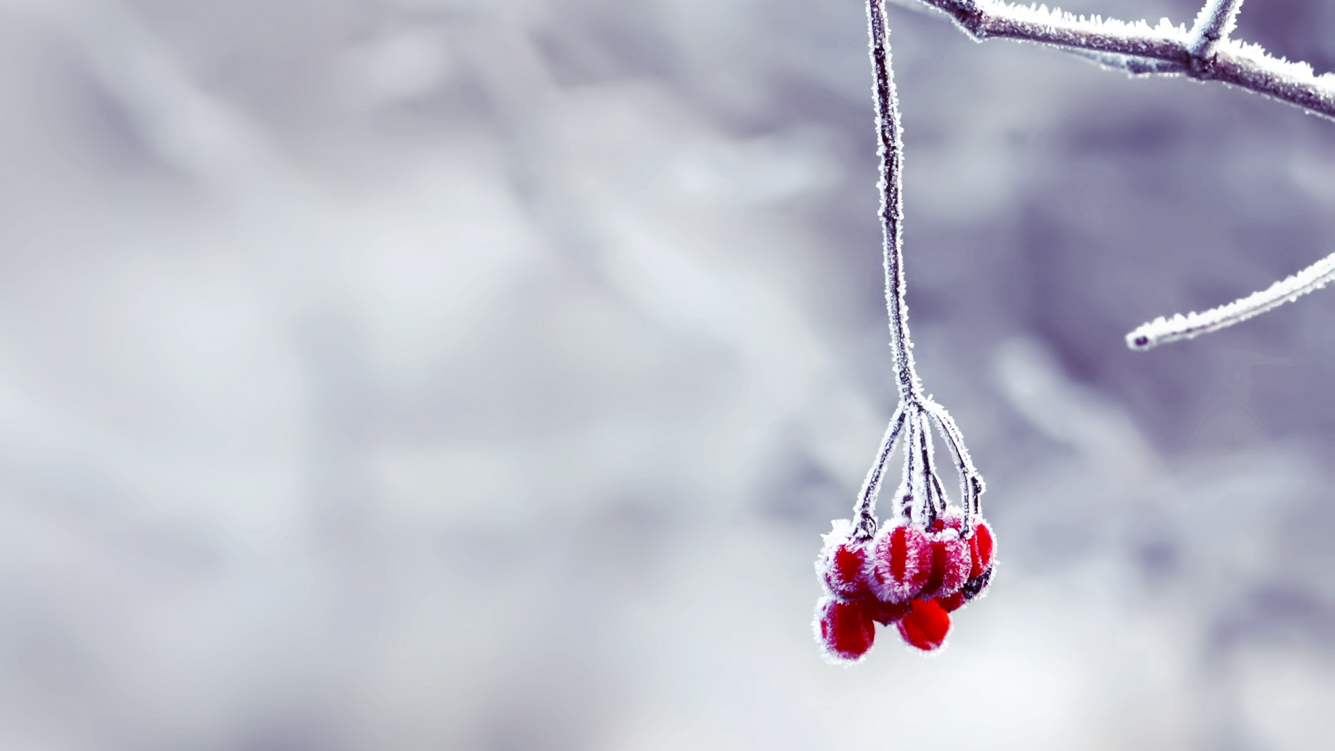 Red Round Fruit Hanging on Gray Metal Wire. Wallpaper in 1920x1080 Resolution