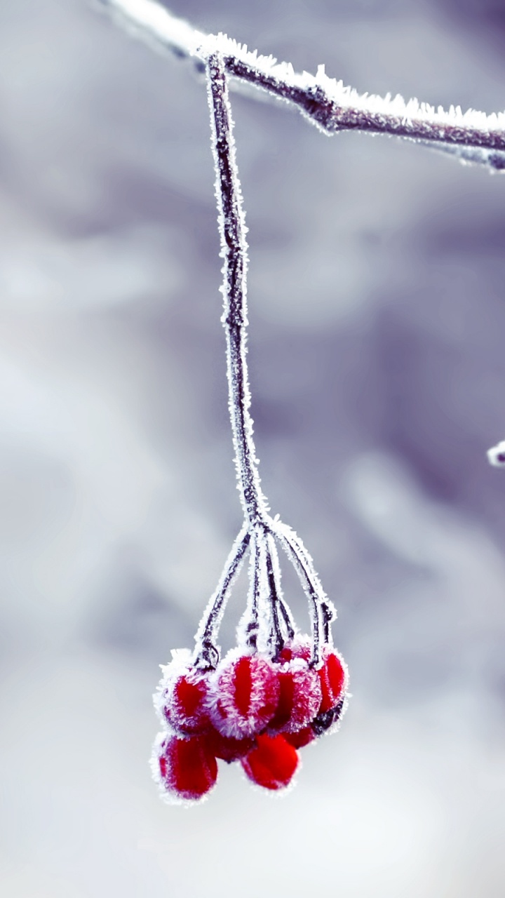 Red Round Fruit Hanging on Gray Metal Wire. Wallpaper in 720x1280 Resolution
