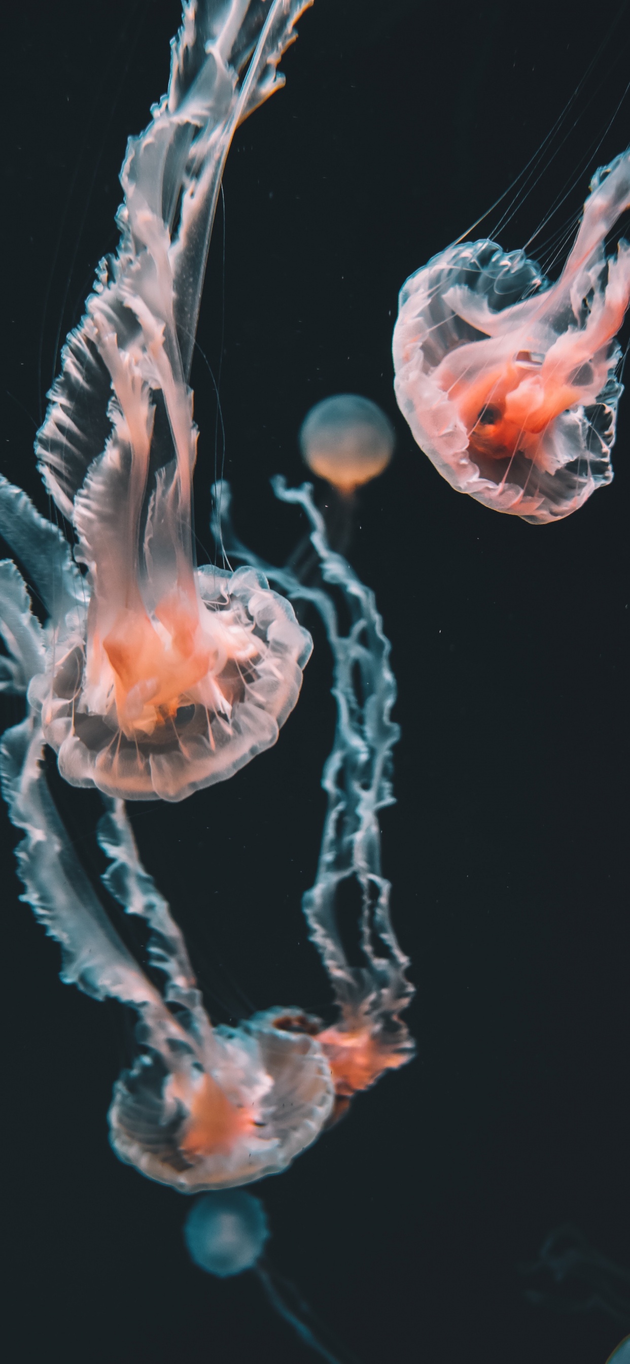 Box Jellyfish, Blue Jellyfish, Jellyfish, Pelagia Noctiluca, Cnidaria. Wallpaper in 1242x2688 Resolution