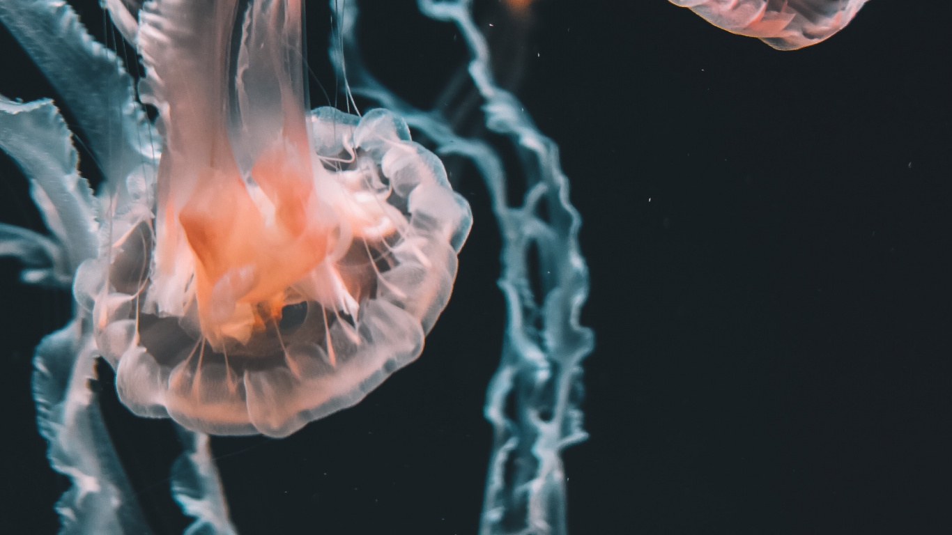 Box Jellyfish, Blue Jellyfish, Jellyfish, Pelagia Noctiluca, Cnidaria. Wallpaper in 1366x768 Resolution