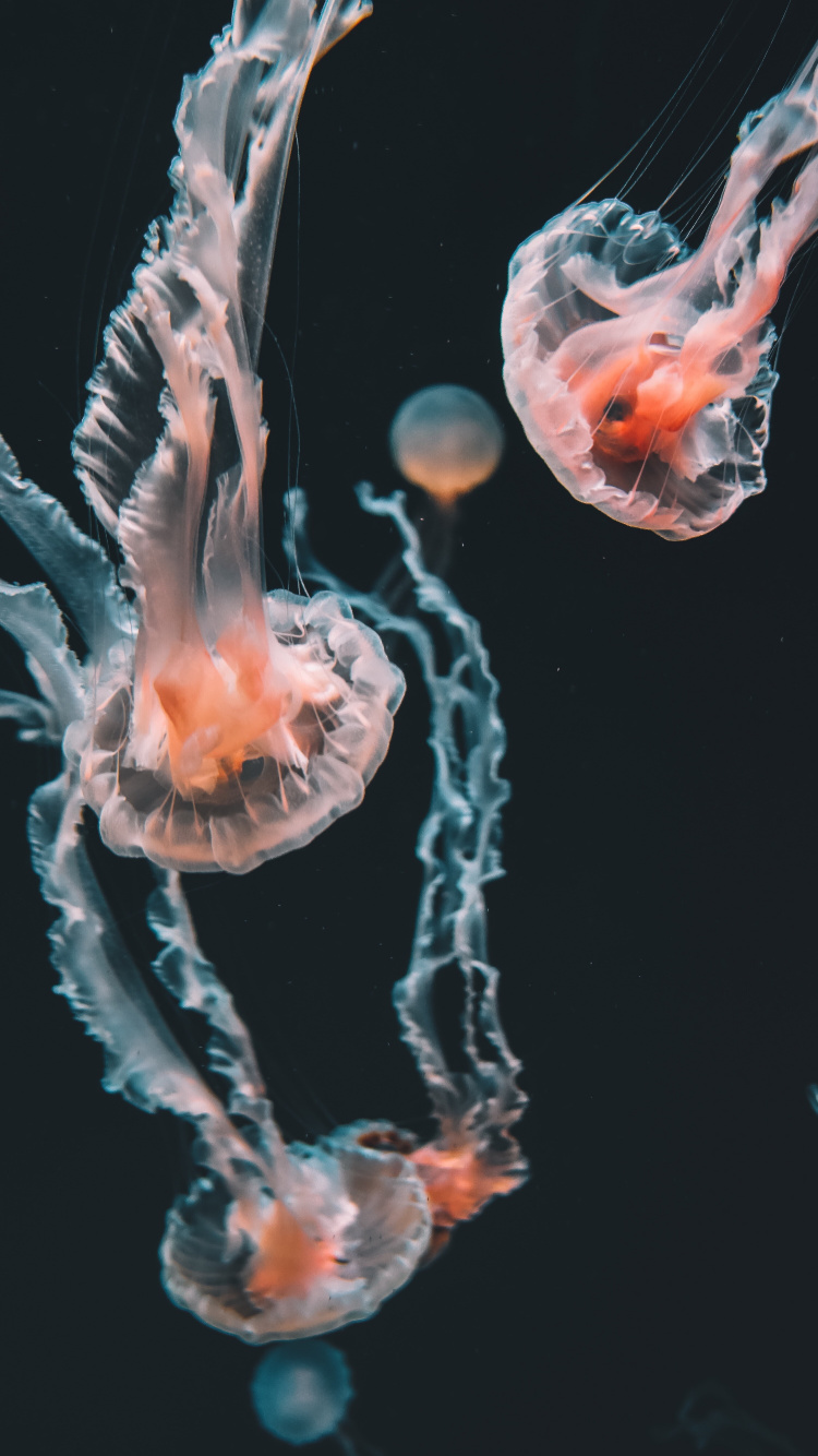 Cuadro de Medusas, Medusa Azul, Las Medusas, Pelagia Noctiluca, Cnidaria. Wallpaper in 750x1334 Resolution