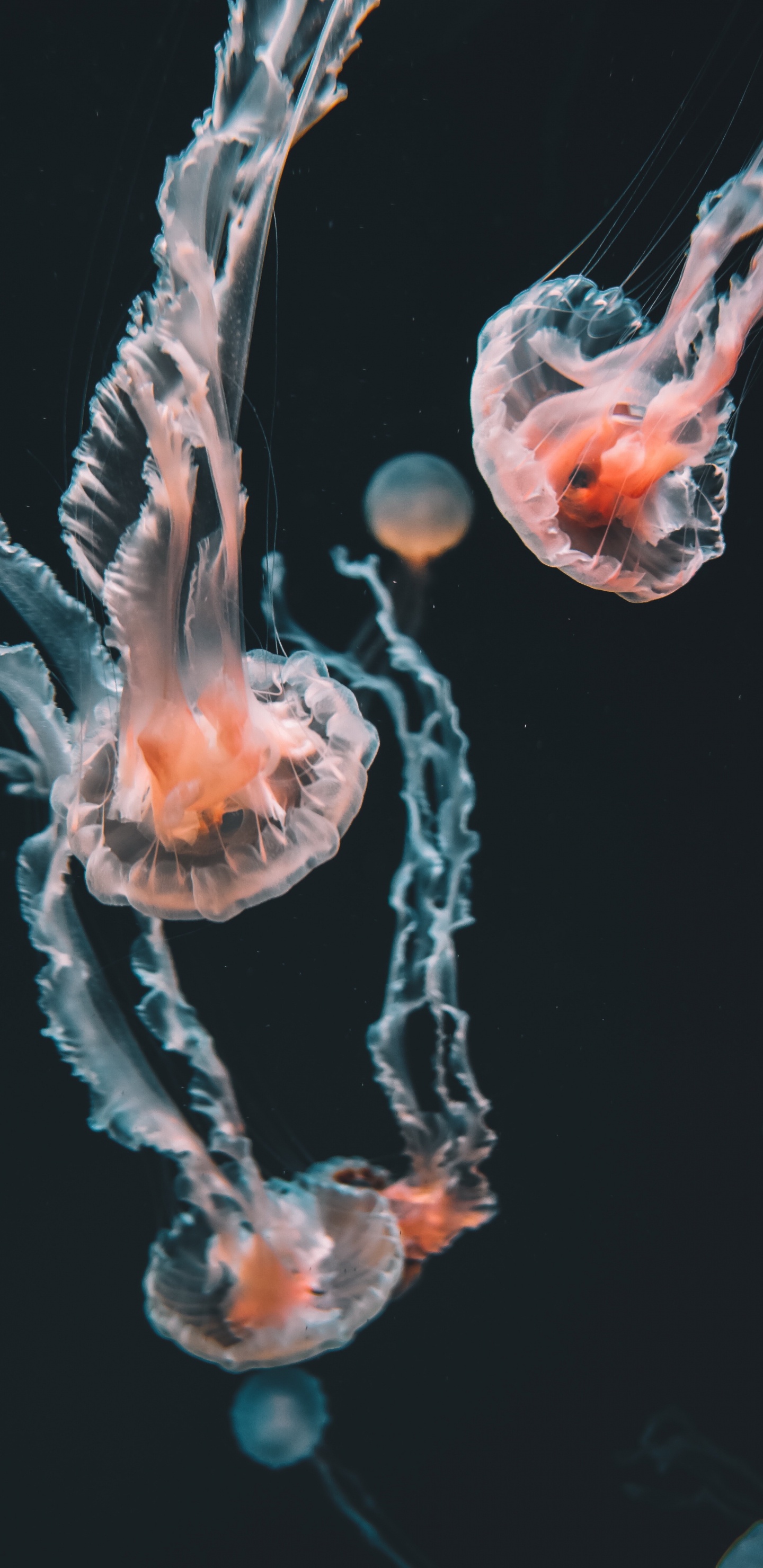 Würfelqualle, Blaue Qualle, Qualle, Pelagia Noctiluca, Cnidaria. Wallpaper in 1440x2960 Resolution