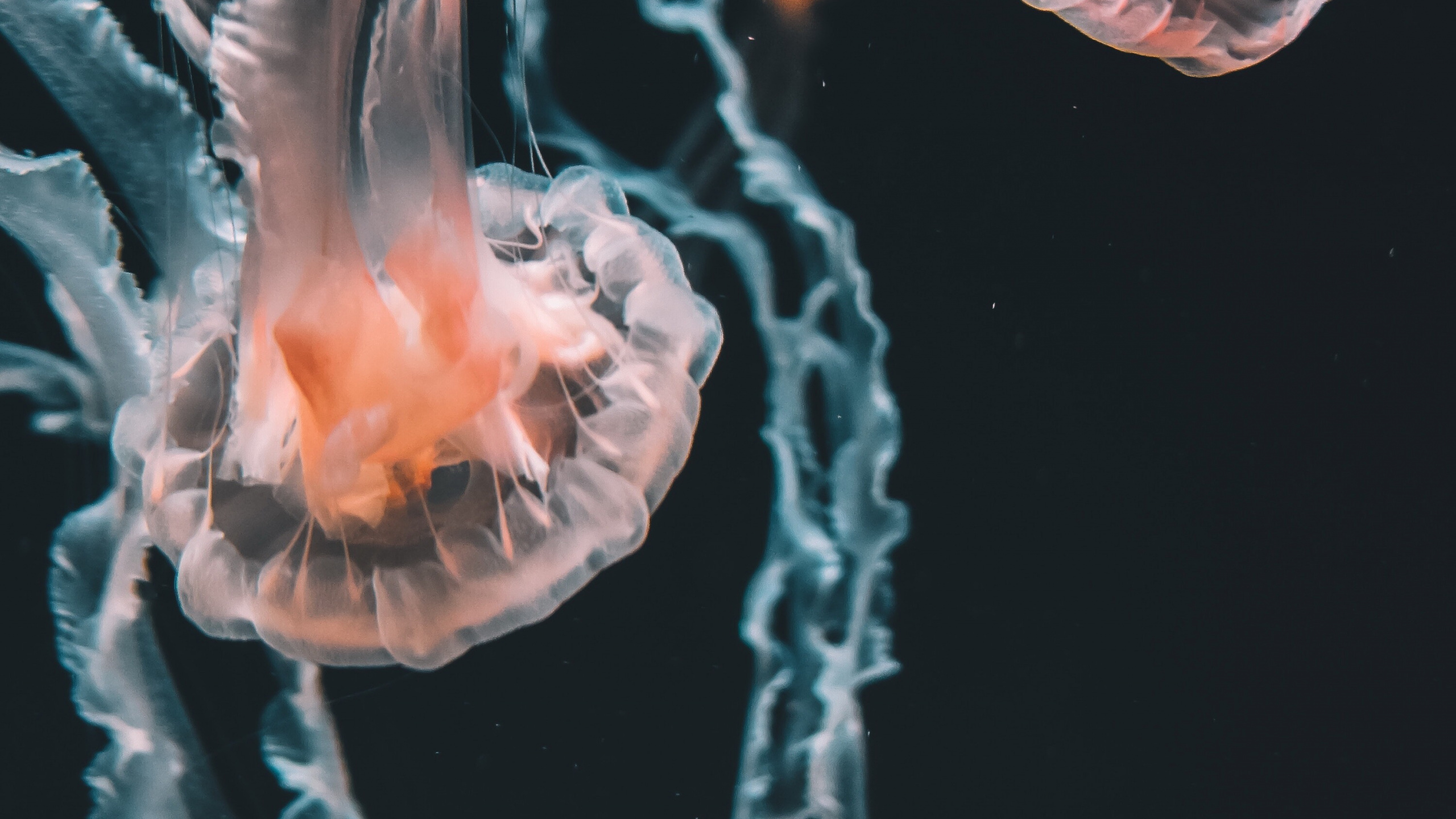 Würfelqualle, Blaue Qualle, Qualle, Pelagia Noctiluca, Cnidaria. Wallpaper in 2560x1440 Resolution