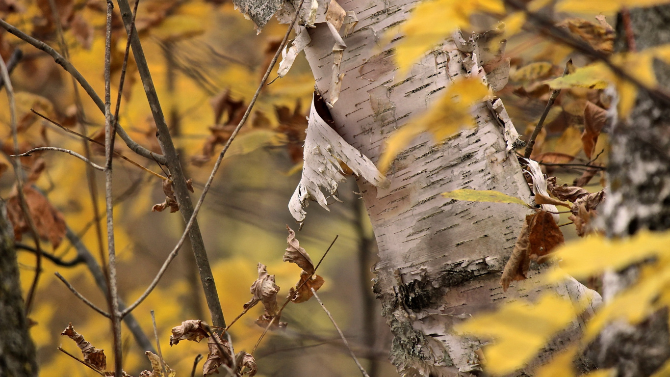 Tronc D'arbre Blanc et Marron. Wallpaper in 1366x768 Resolution