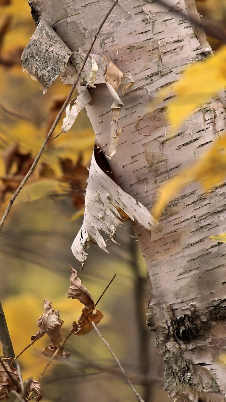 Tronc D'arbre Blanc et Marron. Wallpaper in 720x1280 Resolution