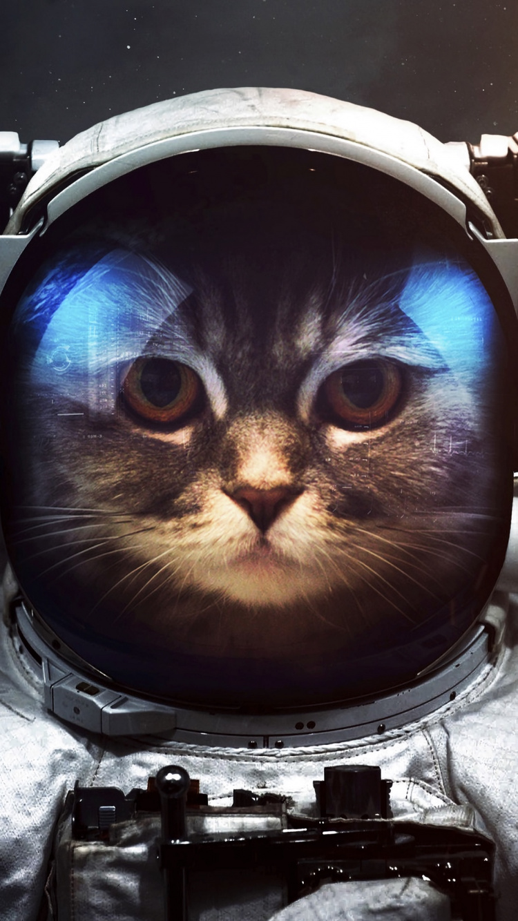 Astronaut Cat, Sphynx Cat, Kitten, Dog, Space. Wallpaper in 750x1334 Resolution