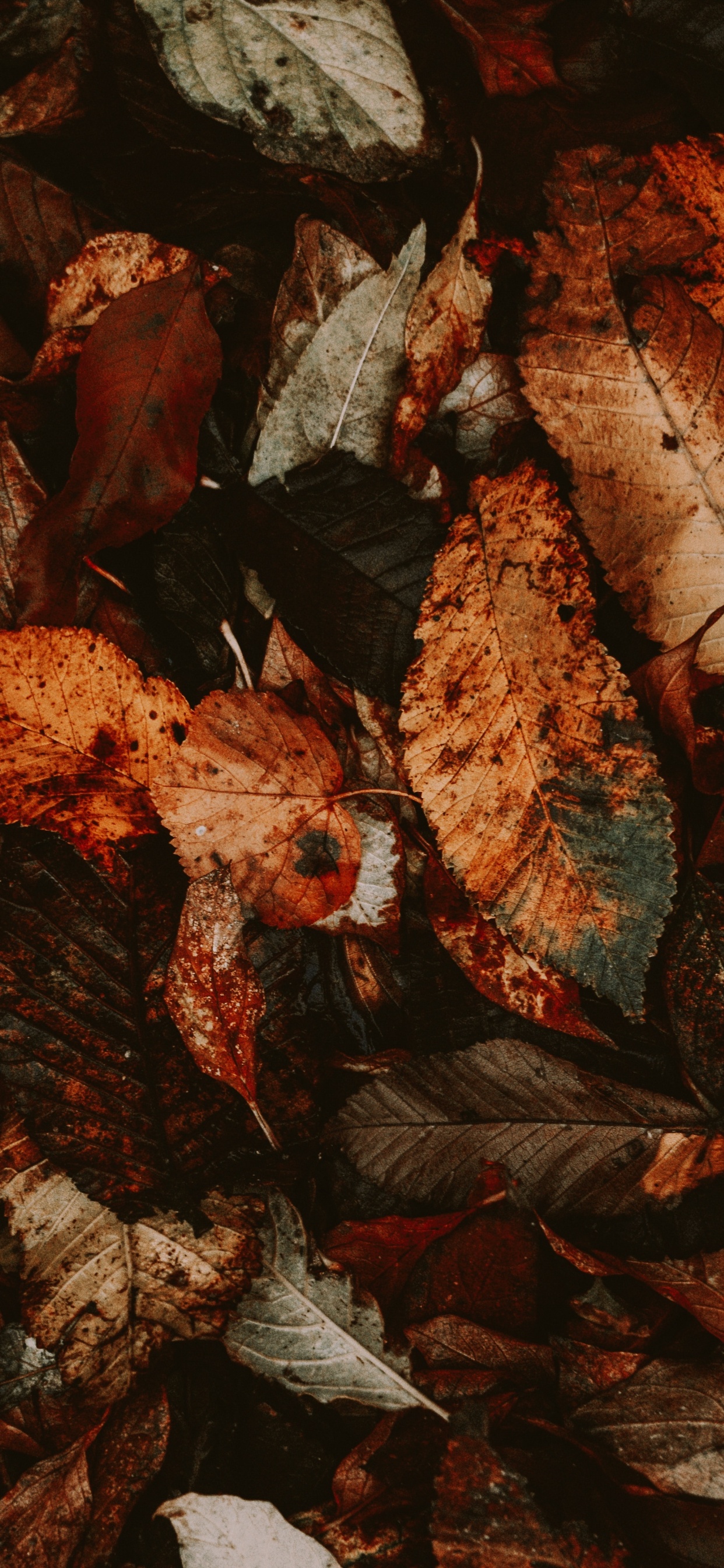 Feuilles Séchées Brunes au Sol. Wallpaper in 1242x2688 Resolution