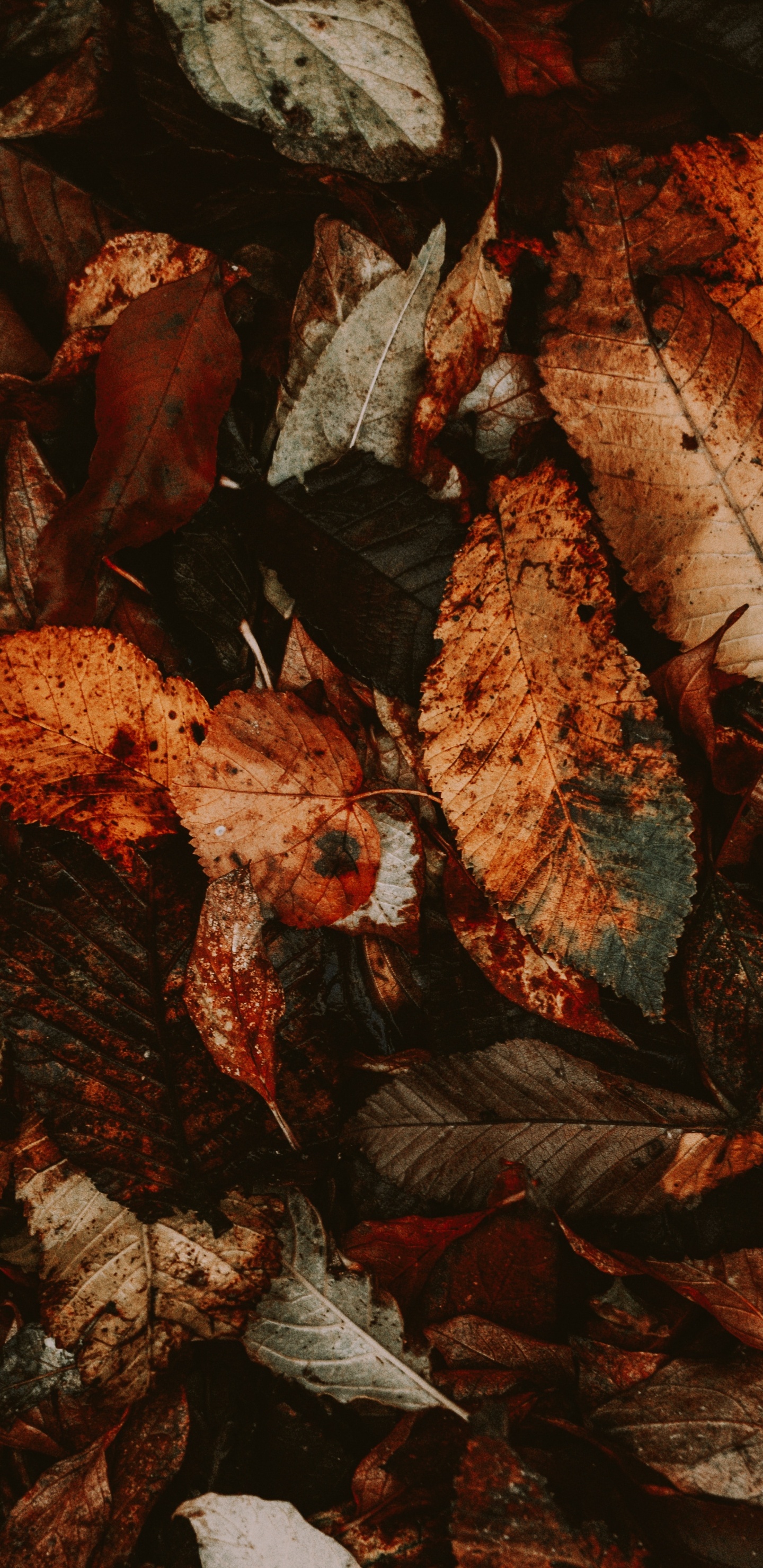 Feuilles Séchées Brunes au Sol. Wallpaper in 1440x2960 Resolution
