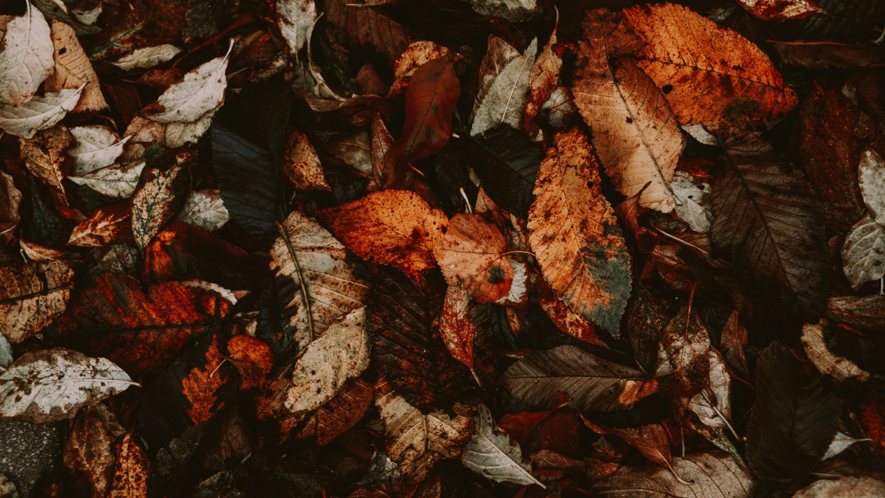 Hojas Secas Marrones en el Suelo. Wallpaper in 1280x720 Resolution
