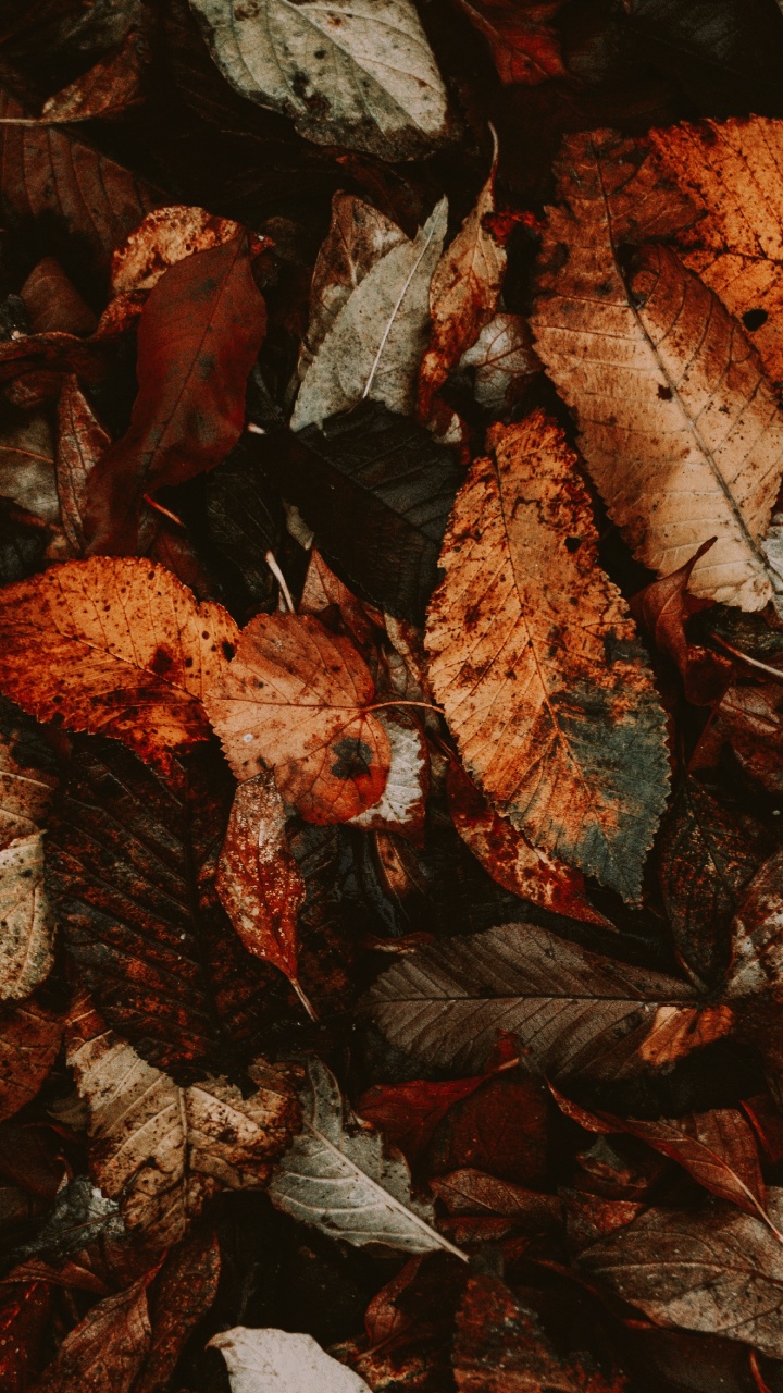 Brown Dried Leaves on Ground. Wallpaper in 720x1280 Resolution