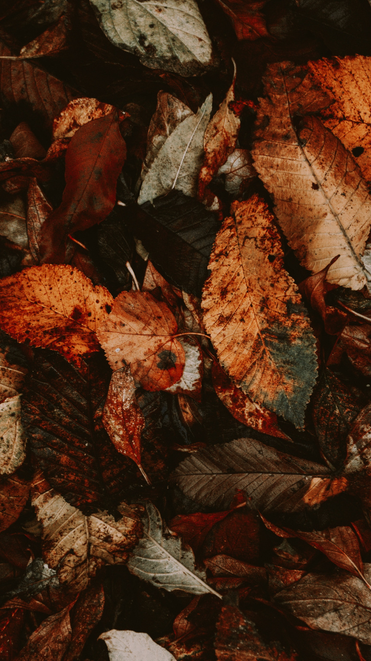 Brown Dried Leaves on Ground. Wallpaper in 750x1334 Resolution