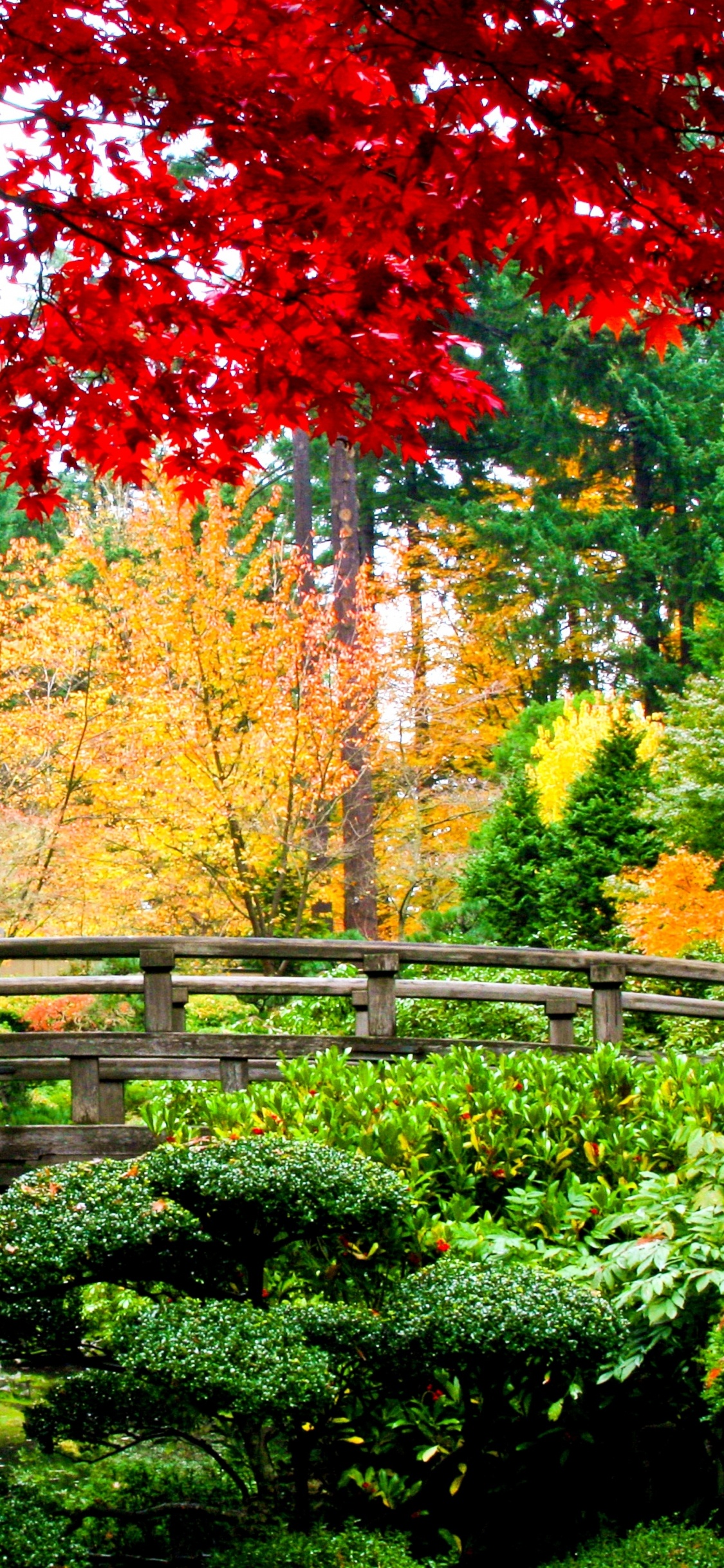 Rote Und Braune Bäume in Der Nähe Der Braunen Holzbrücke. Wallpaper in 1125x2436 Resolution