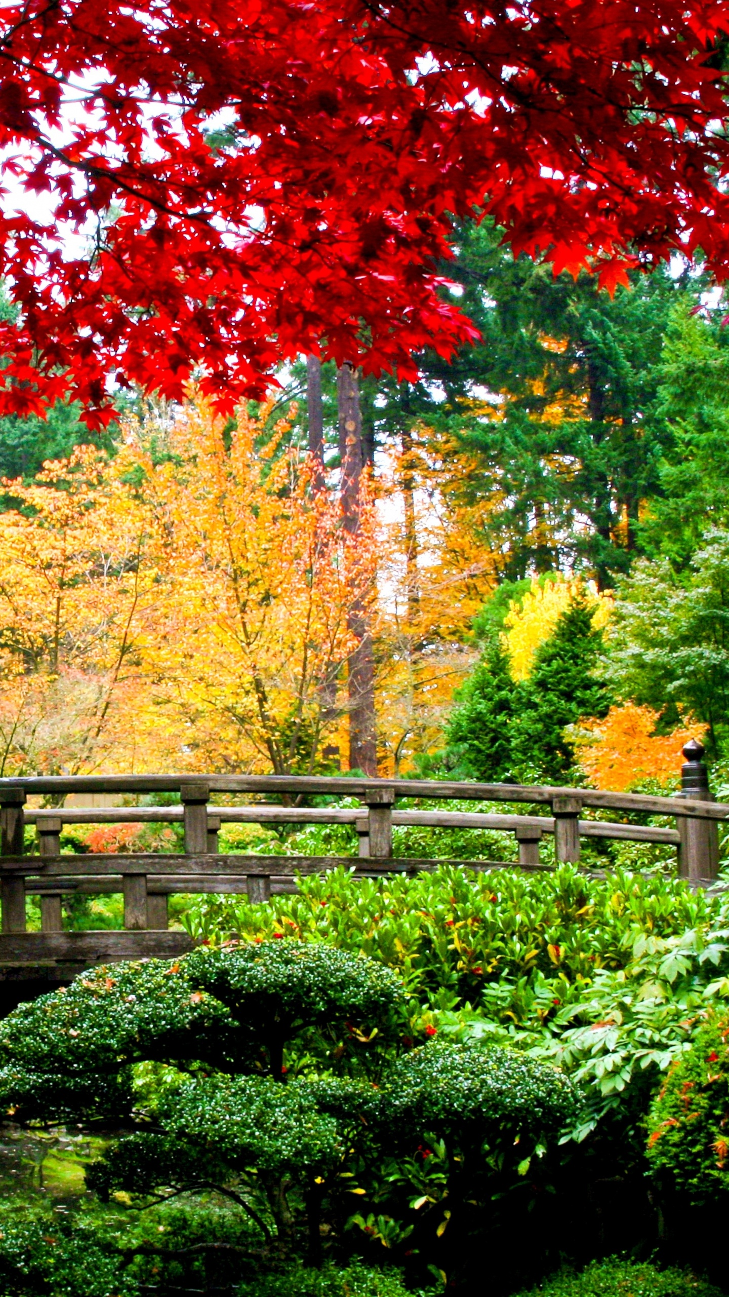 Rote Und Braune Bäume in Der Nähe Der Braunen Holzbrücke. Wallpaper in 1440x2560 Resolution