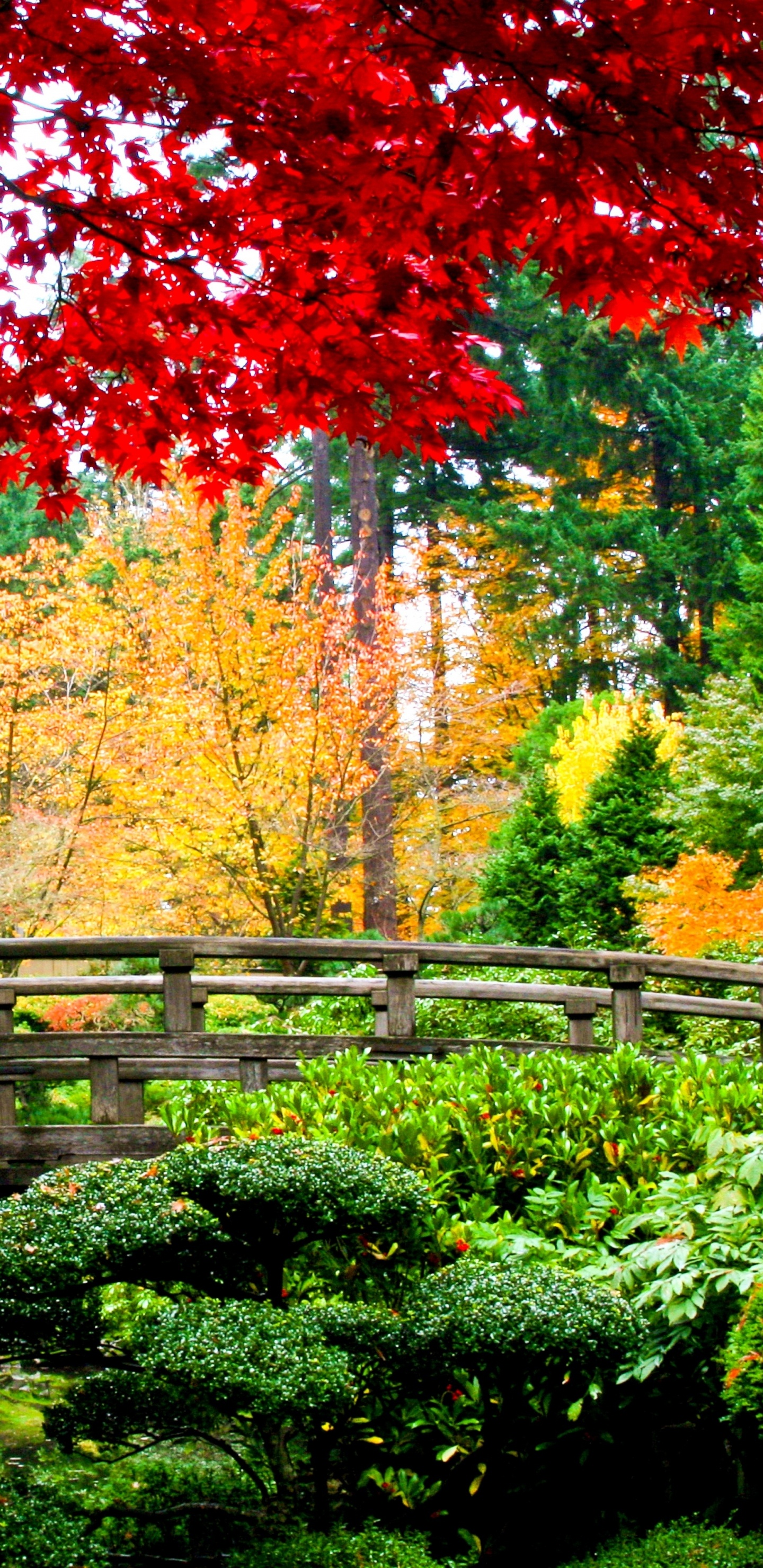 Rote Und Braune Bäume in Der Nähe Der Braunen Holzbrücke. Wallpaper in 1440x2960 Resolution