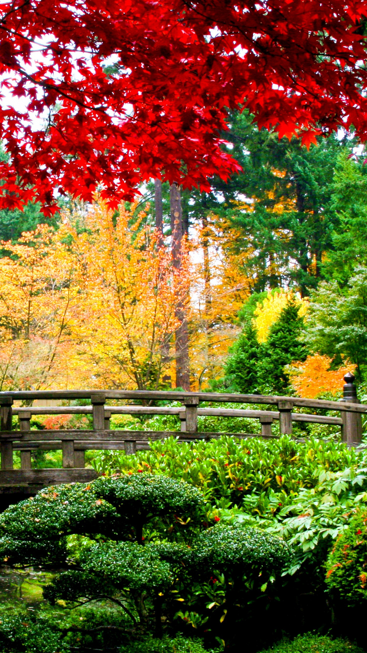 Rote Und Braune Bäume in Der Nähe Der Braunen Holzbrücke. Wallpaper in 750x1334 Resolution
