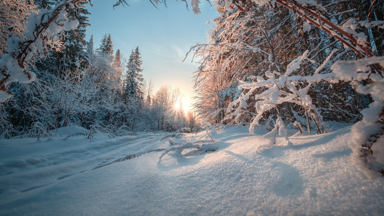 Schneebedeckte Bäume Tagsüber. Wallpaper in 1280x720 Resolution