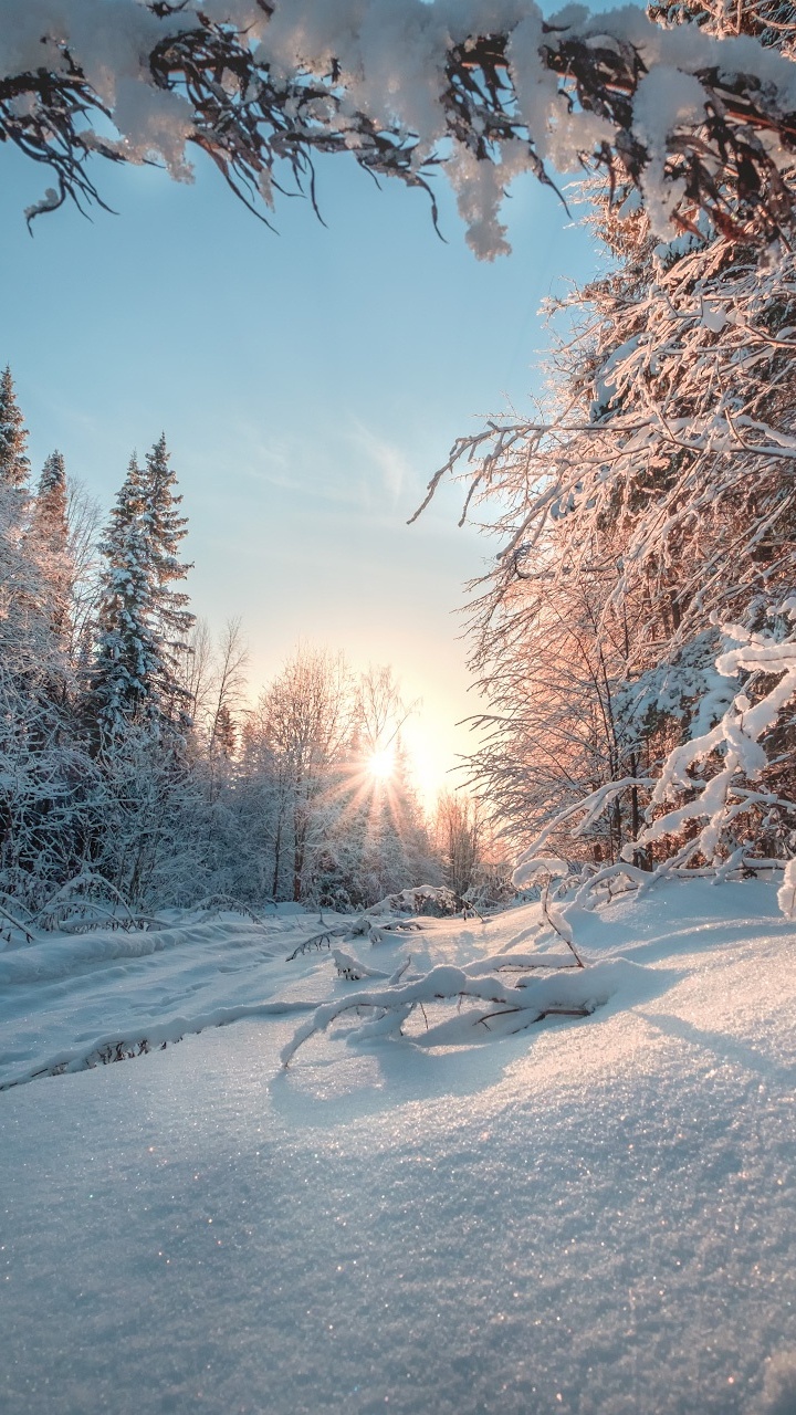 Snow Covered Trees During Daytime. Wallpaper in 720x1280 Resolution
