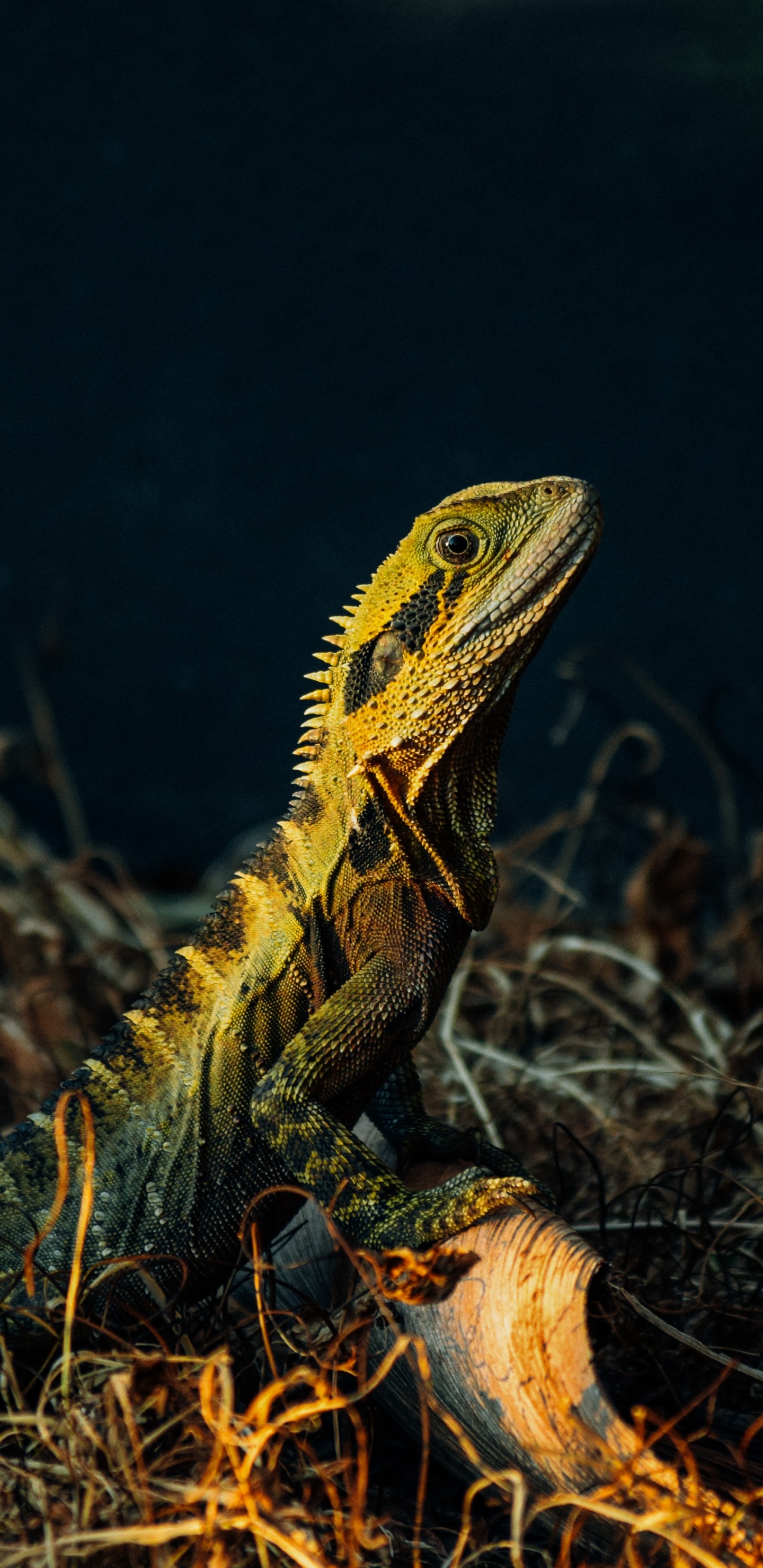 Brown and Green Bearded Dragon on Brown Grass. Wallpaper in 1440x2960 Resolution
