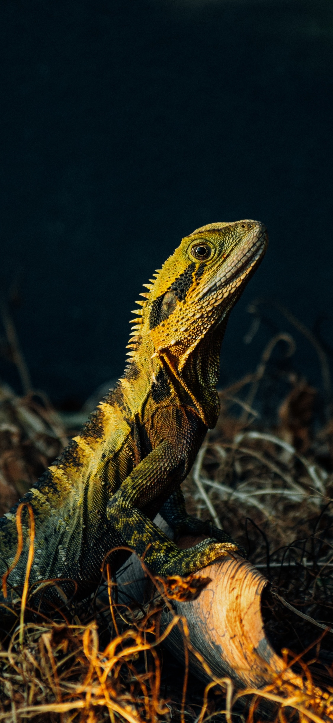 Dragon Barbu Brun et Vert Sur L'herbe Brune. Wallpaper in 1125x2436 Resolution