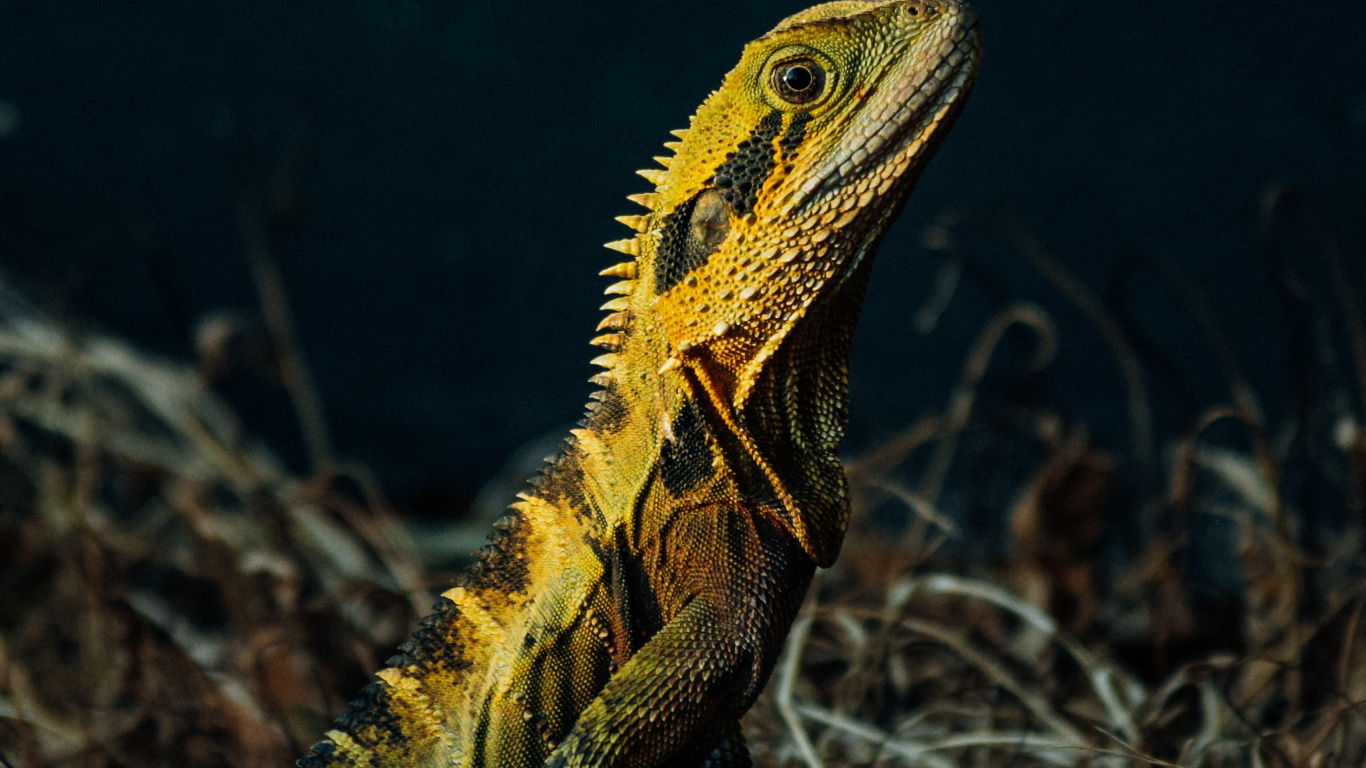 Dragón Barbudo Marrón y Verde Sobre Hierba Marrón. Wallpaper in 1366x768 Resolution