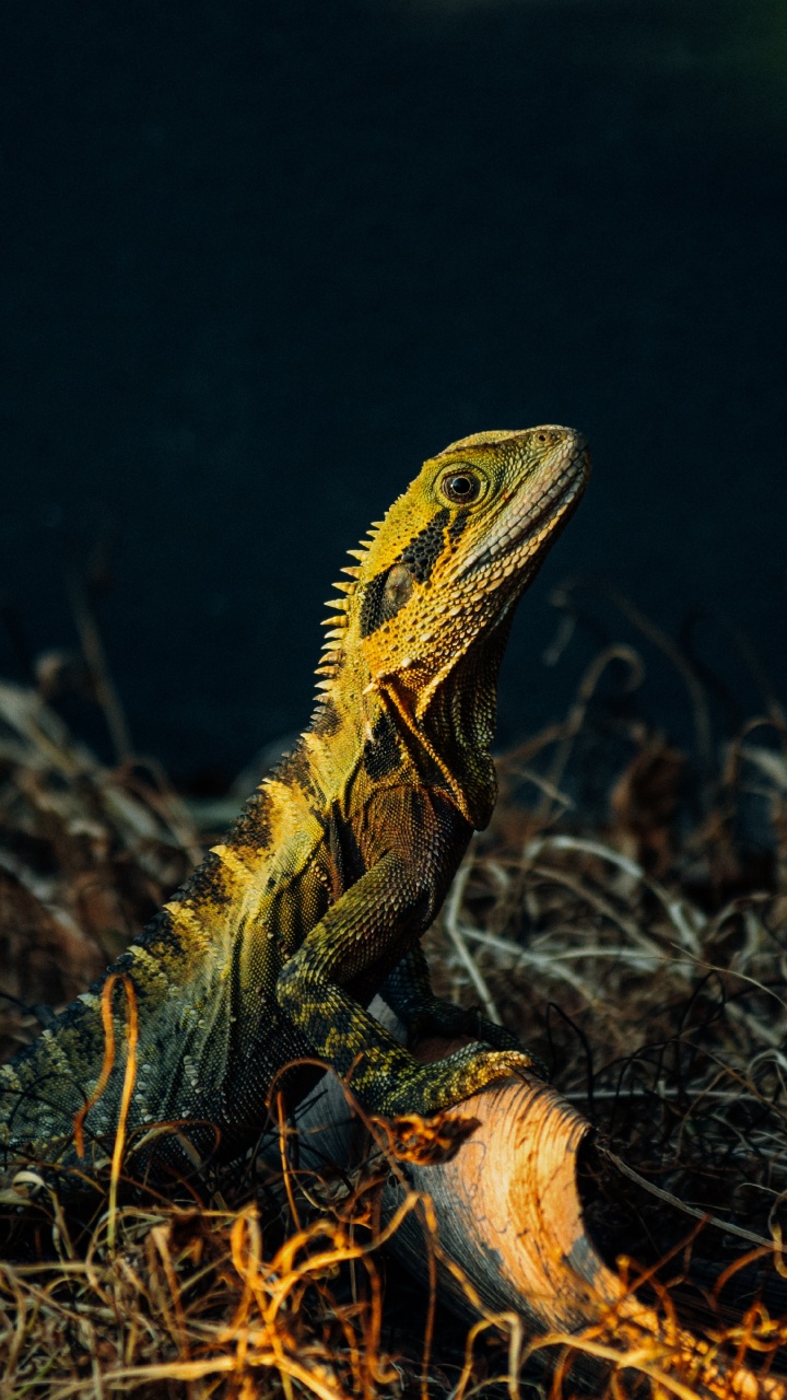 Dragón Barbudo Marrón y Verde Sobre Hierba Marrón. Wallpaper in 720x1280 Resolution