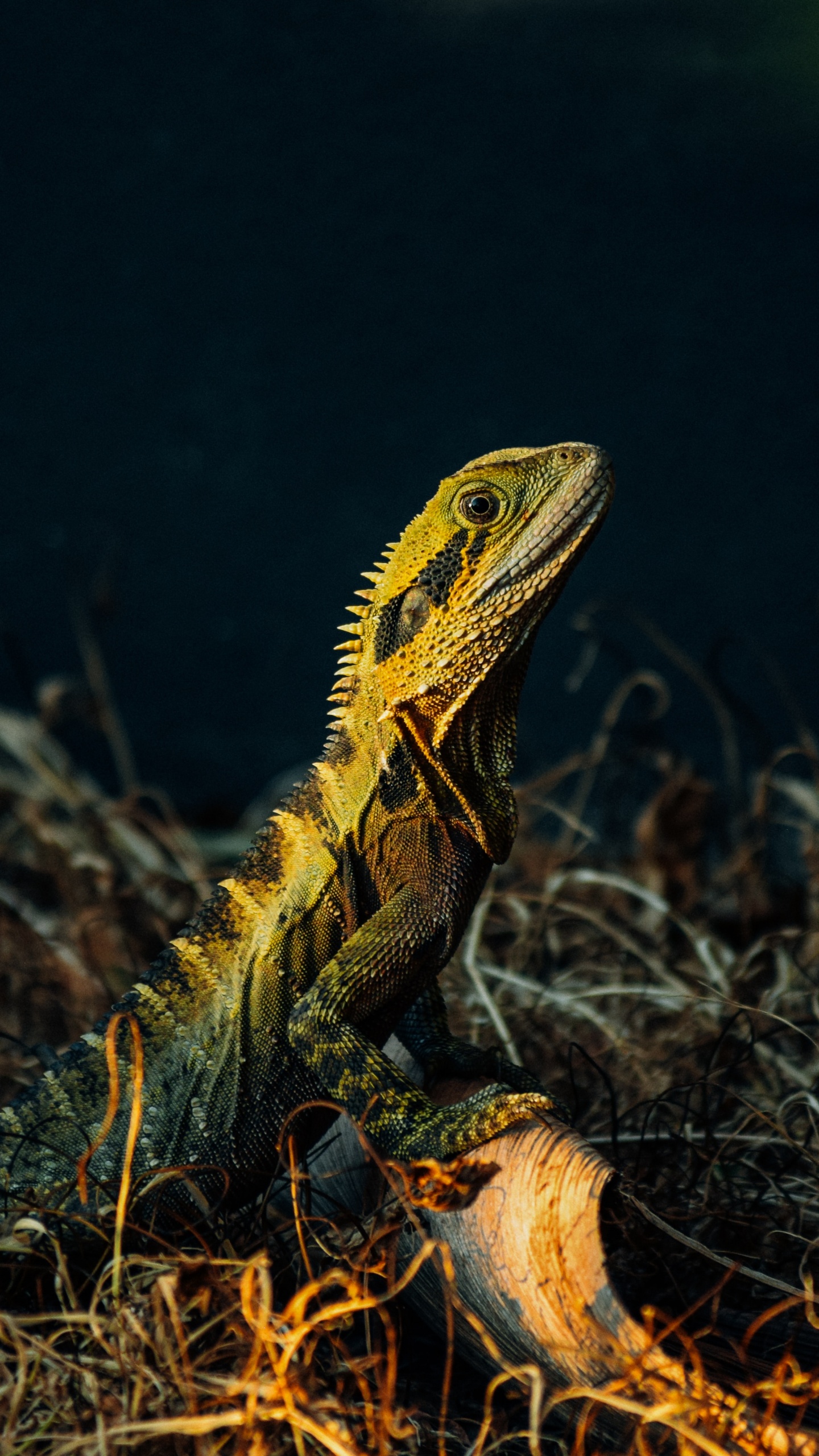 野生动物, Lacerta, 缩爬行动物, 陆地动物, Iguania 壁纸 1440x2560 允许