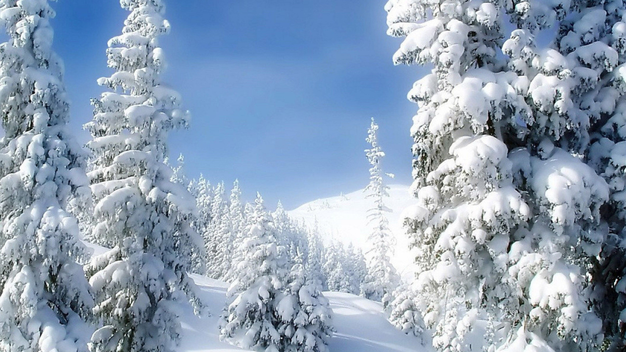 Snow Covered Pine Trees Under Blue Sky During Daytime. Wallpaper in 1280x720 Resolution