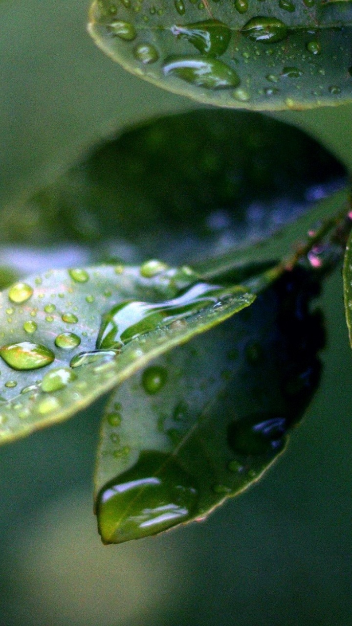 Gouttelettes D'eau Sur Feuille Verte. Wallpaper in 720x1280 Resolution