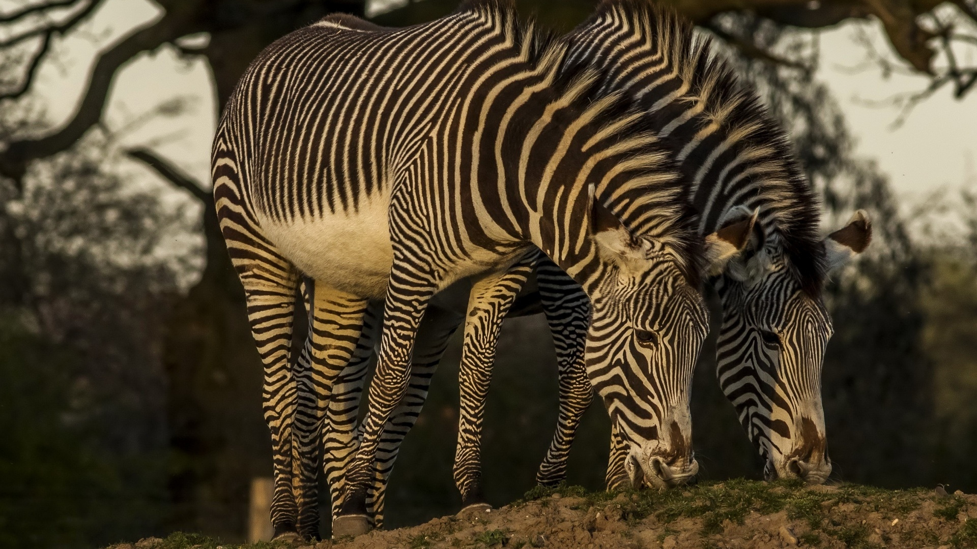 Zebra in Close up Photography. Wallpaper in 1920x1080 Resolution
