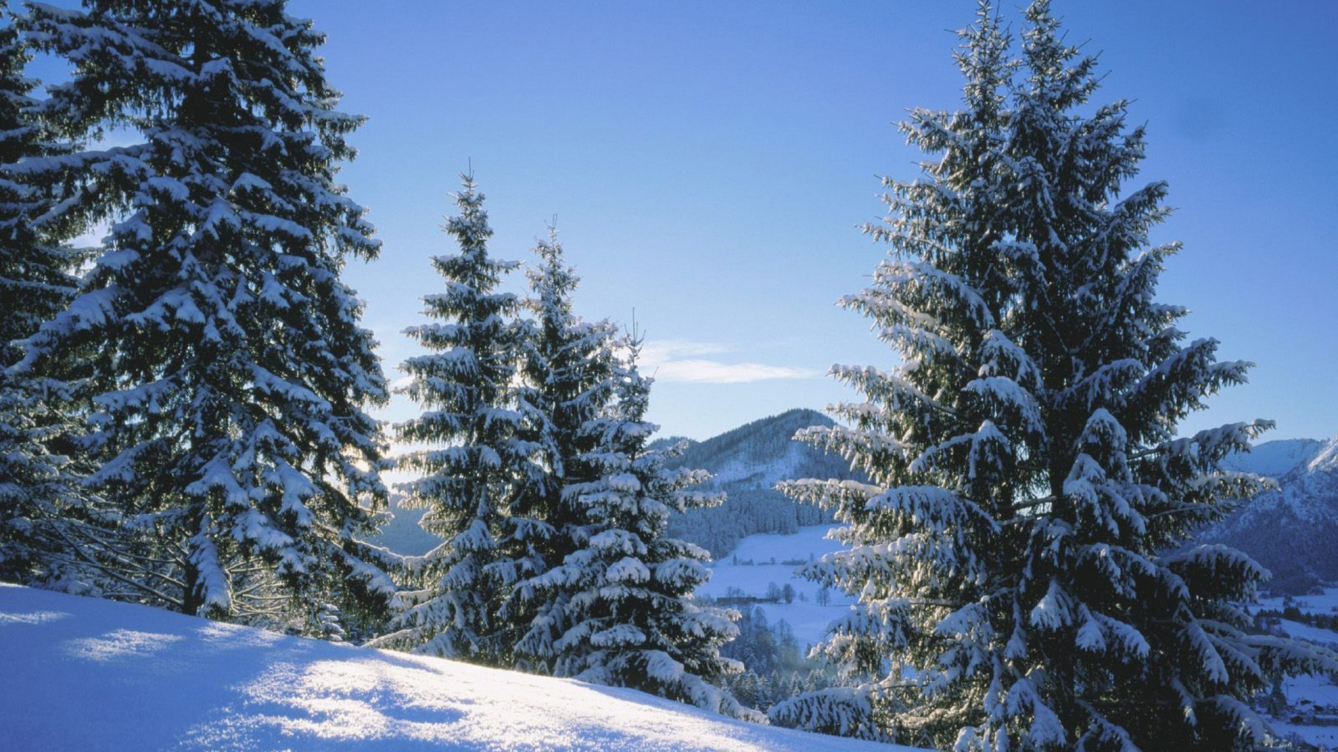 Tagsüber Grüne Pinien Auf Schneebedecktem Boden. Wallpaper in 1920x1080 Resolution