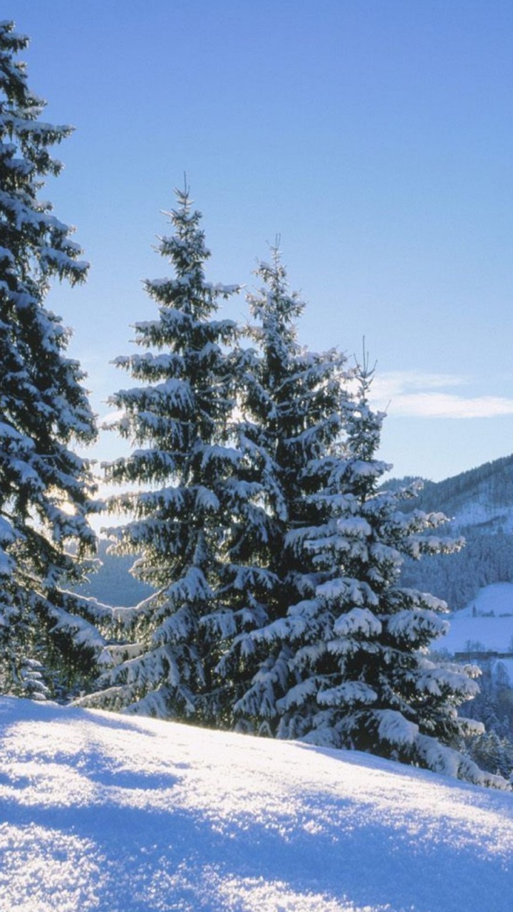 Tagsüber Grüne Pinien Auf Schneebedecktem Boden. Wallpaper in 720x1280 Resolution