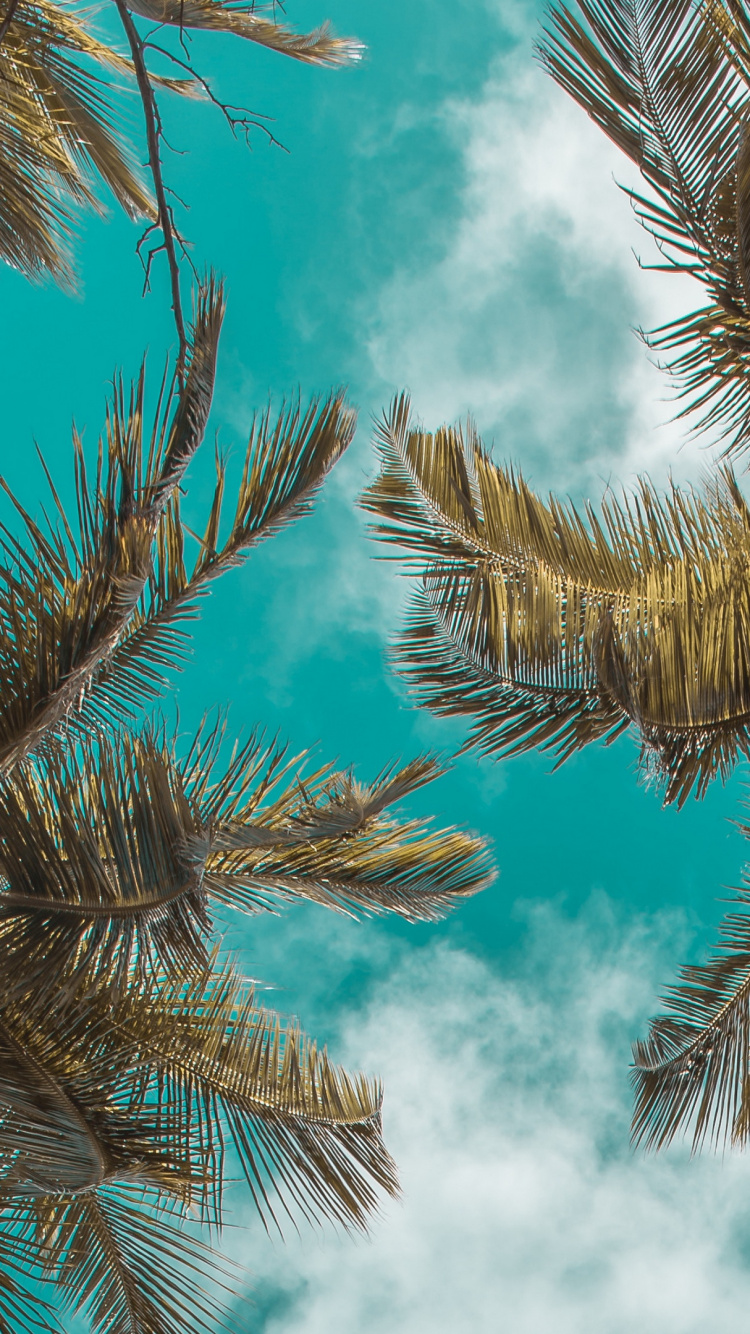 Palmera Verde Bajo un Cielo Azul y Nubes Blancas Durante el Día. Wallpaper in 750x1334 Resolution