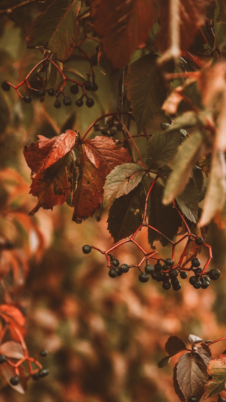 Plante, Plantes Ligneuses, Botanique, la Feuille D'érable, Rameau. Wallpaper in 720x1280 Resolution