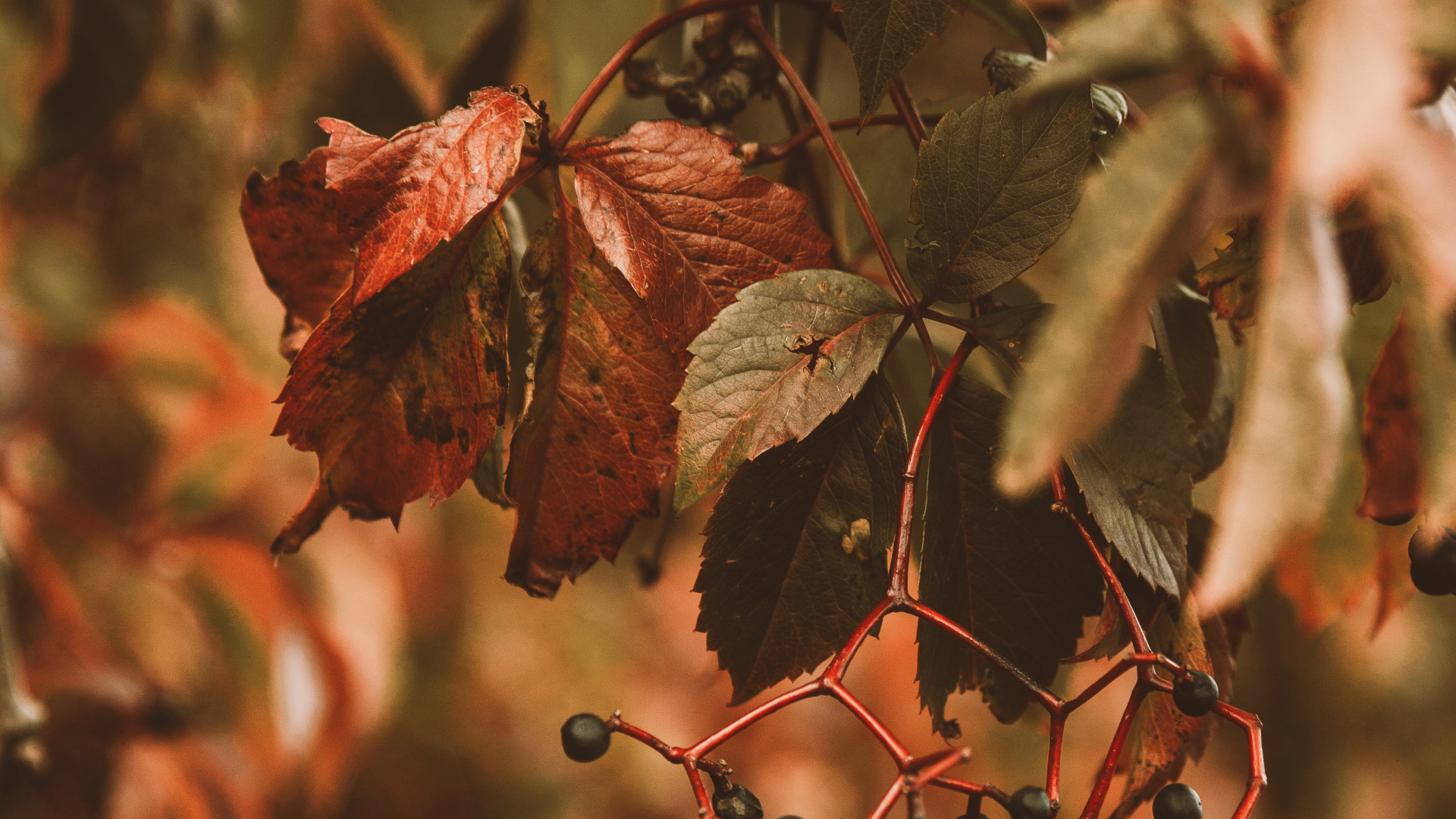 Plants, Woody Plant, Branch, Tree, Botany. Wallpaper in 1920x1080 Resolution