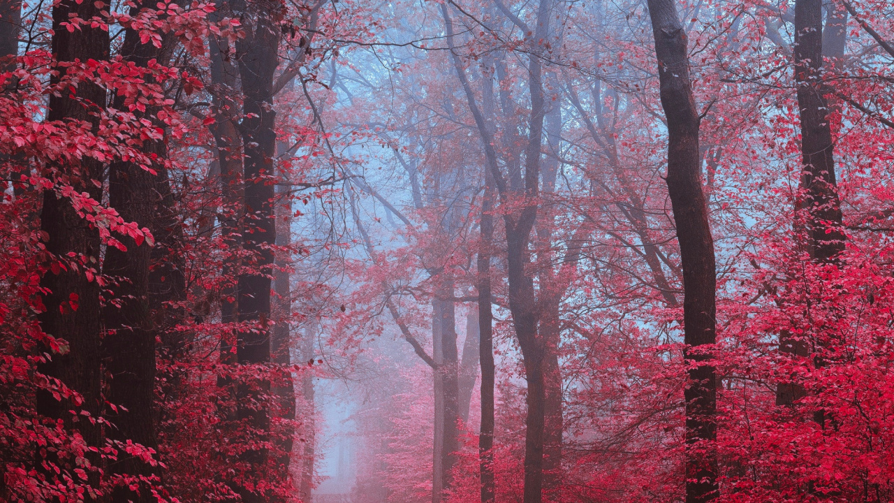 Smartphone, Atmosphère, Paysage Naturel, Rameau, Végétation. Wallpaper in 1280x720 Resolution