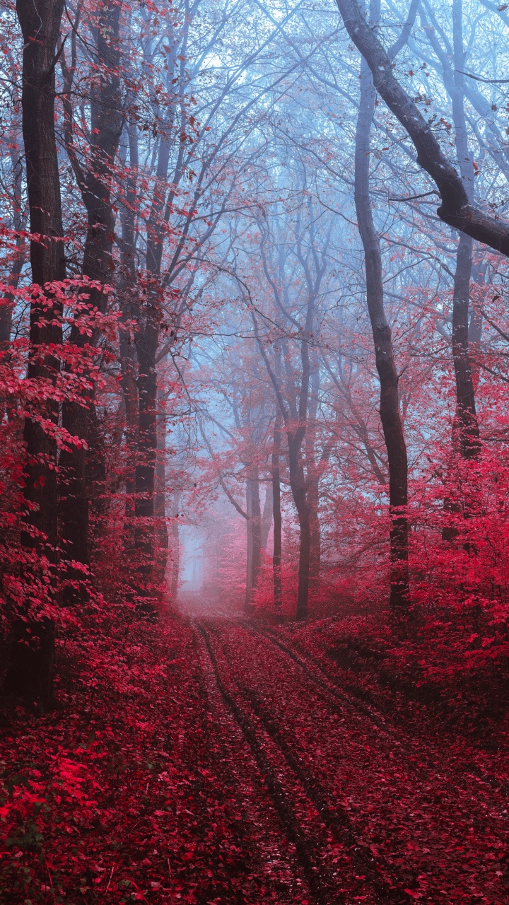 Smartphone, Atmosphère, Paysage Naturel, Rameau, Végétation. Wallpaper in 720x1280 Resolution