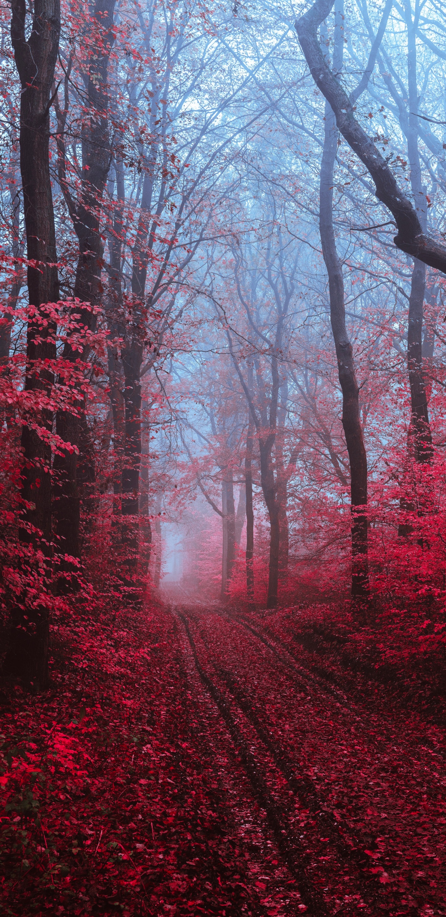 Smartphone, Painting, Atmosphere, Plant, Natural Landscape. Wallpaper in 1440x2960 Resolution