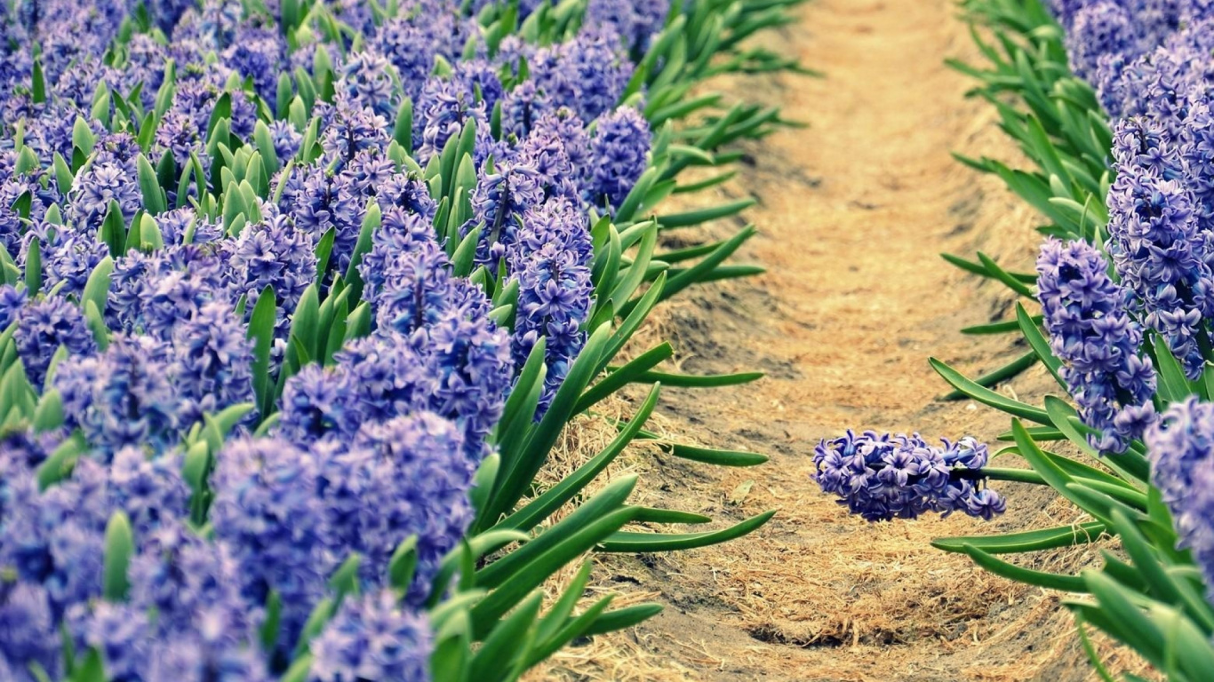 葫芦, 显花植物, 薰衣草, 弹簧, 矢车菊 壁纸 1366x768 允许