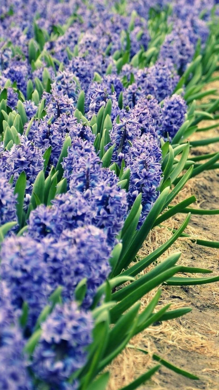 Plante Verte Sur le Sable Brun Pendant la Journée. Wallpaper in 750x1334 Resolution