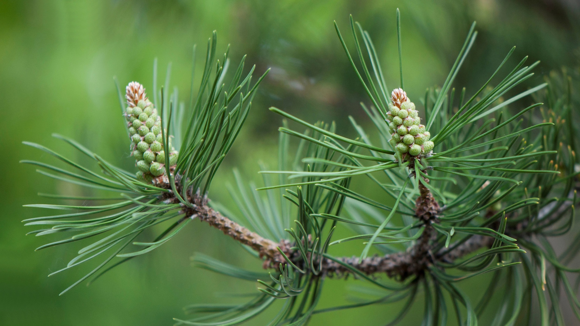 Green and Brown Plant in Close up Photography. Wallpaper in 1920x1080 Resolution