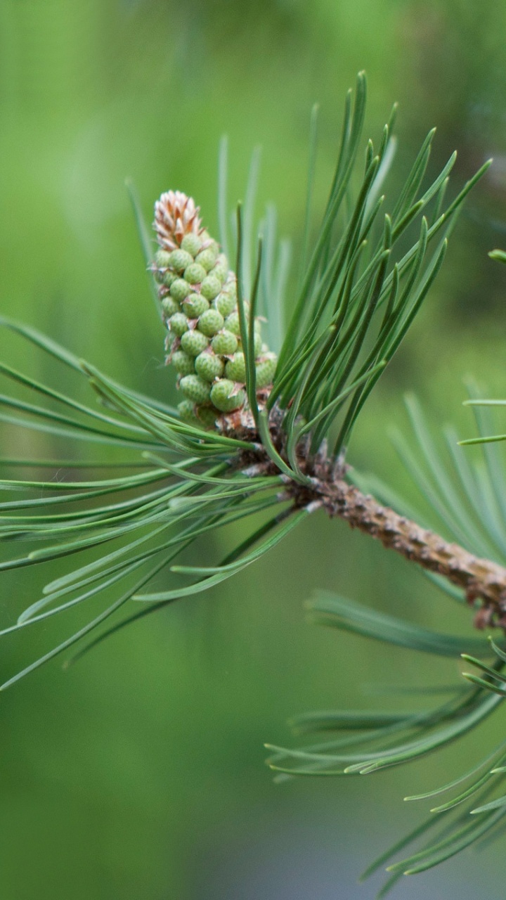 Green and Brown Plant in Close up Photography. Wallpaper in 720x1280 Resolution