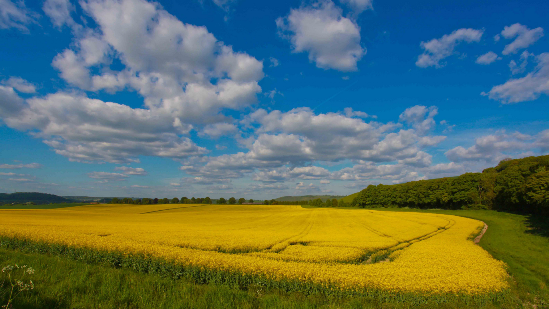 Grüne Wiese Unter Blauem Himmel Und Weißen Wolken Tagsüber. Wallpaper in 1920x1080 Resolution