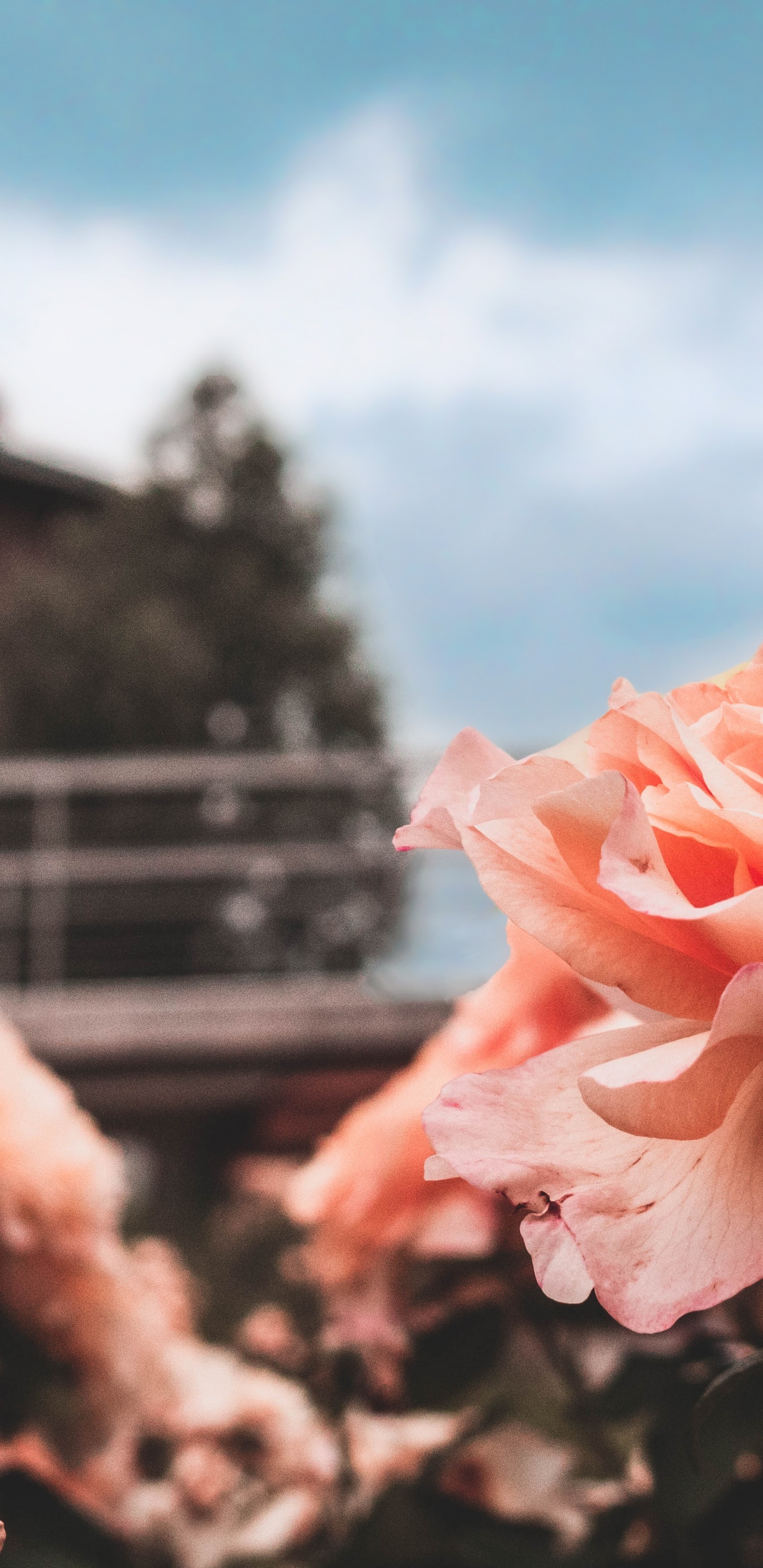 Flor Rosa en Lente de Cambio de Inclinación. Wallpaper in 1440x2960 Resolution
