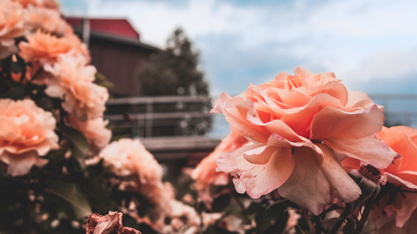 Pink Flower in Tilt Shift Lens. Wallpaper in 1366x768 Resolution
